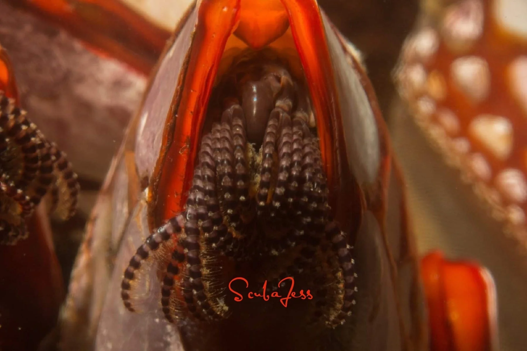 Close-up of a red-lipped gooseneck barnacle at Nakwakto Rapids. Photo by Scuba Jess.
