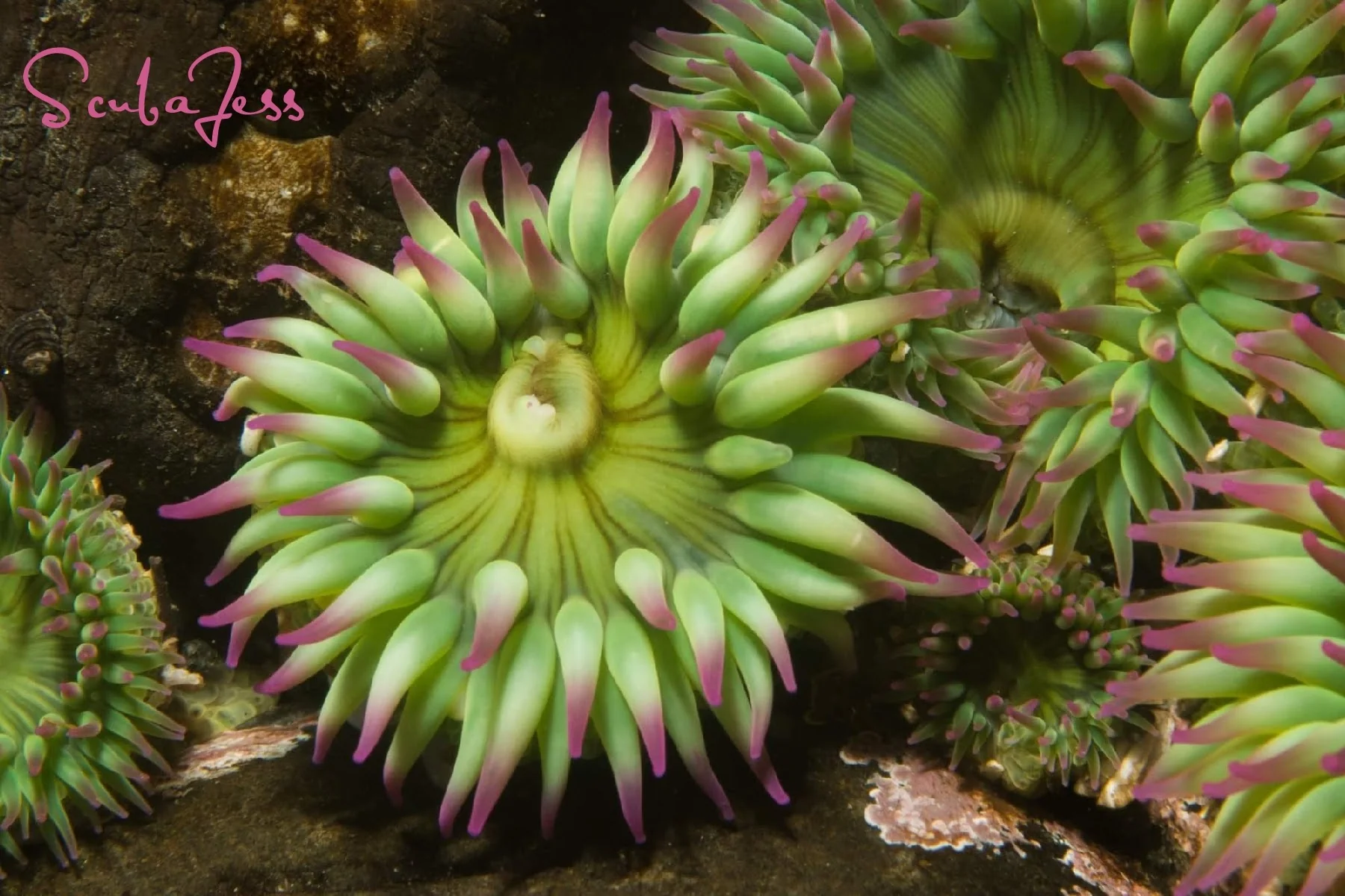 Green surf anemones in Neah Bay. Photo by Scuba Jess.