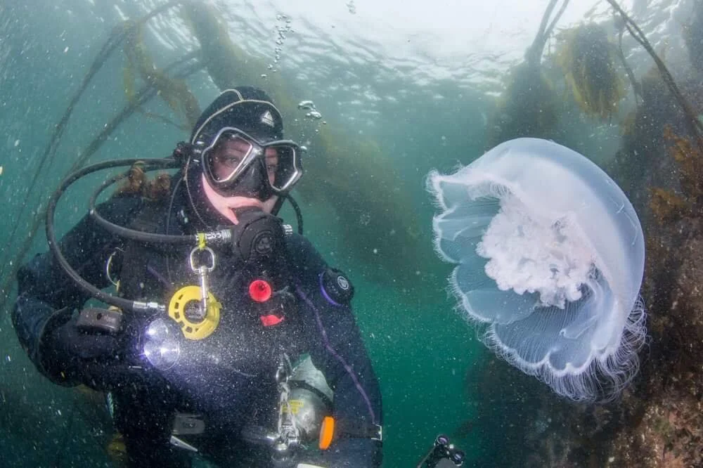 Scuba Jess with a moon jellyfish in Neah Bay. Photo by Eric Askilsrud.