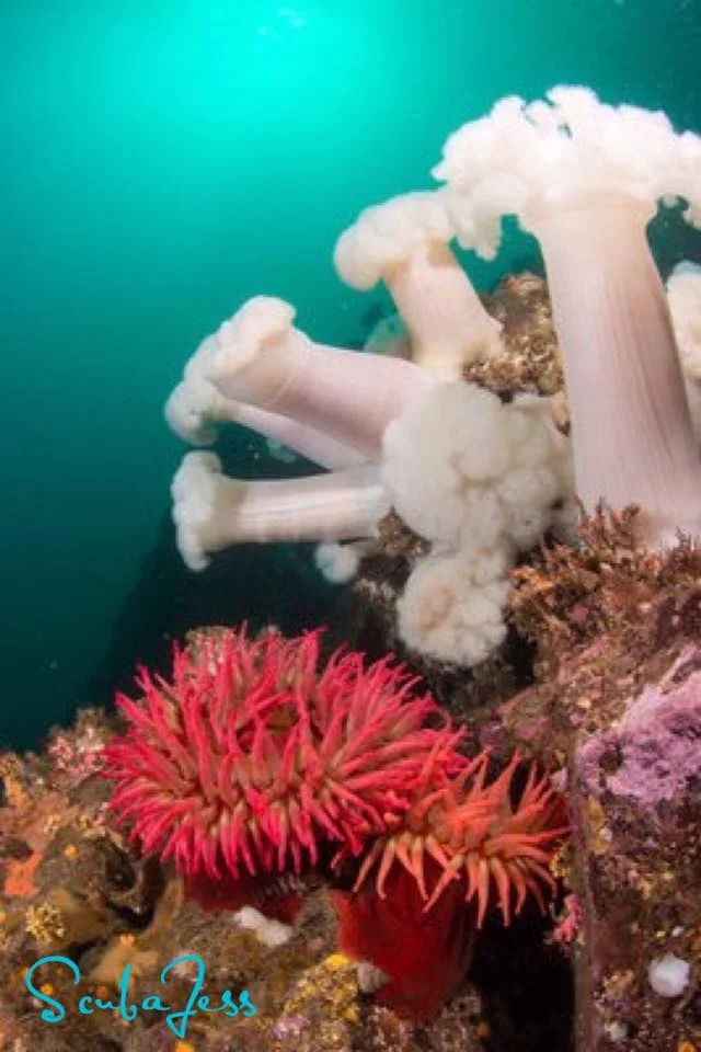 Plumose anemones and a red fish-eating anemone in beautiful blue water at Neah Bay. Photo by Scuba Jess.