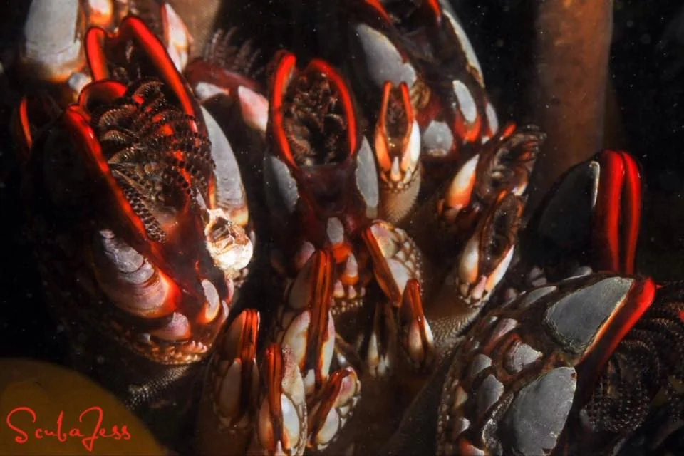 Red gooseneck barnacles at Mushroom Rock in Neah Bay. Photo by Scuba Jess.