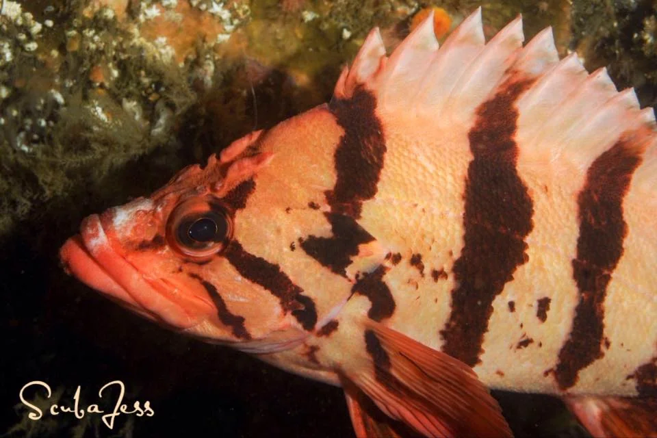 A tiger rockfish at Neah Bay. These fish are more outer-coastal. You won't see these in more protected waters like Puget Sound. Photo by Scuba Jess.