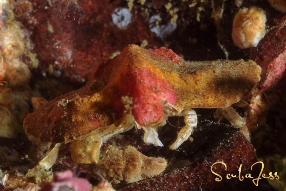 An umbrella crab hiding among the reef at Neah Bay. Photo by Scuba Jess.