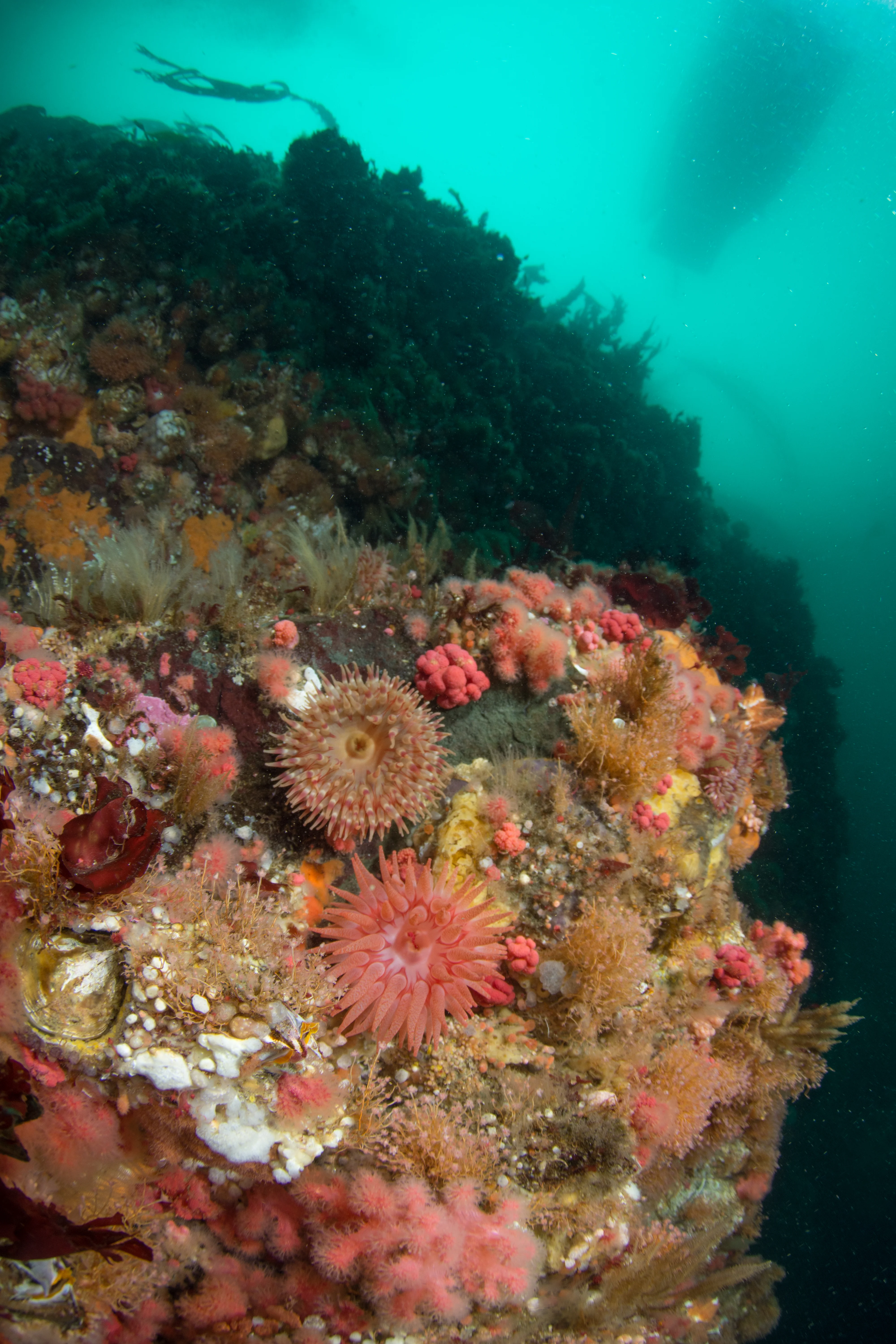 Dive boat on the surface above Northeast Pearse, near Port McNeill. The wall below is smothered in painted anemones, red soft corals, snakelock anemones, raspberry hydroids (with pomegranate nudibranchs!), pink mouth hydroids, and more. We even heard humpback whales during the dive and had humpback whales come up to the boat as we were getting out of the water! The krill was so thick near the surface that the water looked like it was boiling! Photo by Eric Askilsrud.
