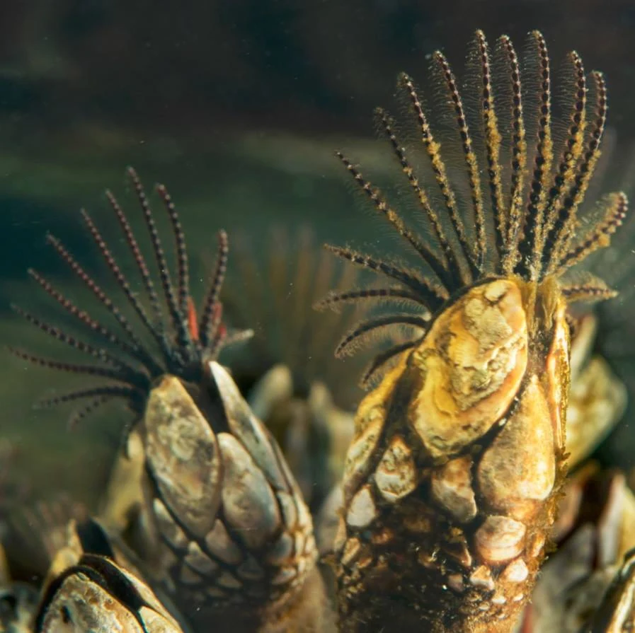 Gooseneck barnacles at Ogden Point. They live up in the very shallows. Photo by Eric Askilsrud.