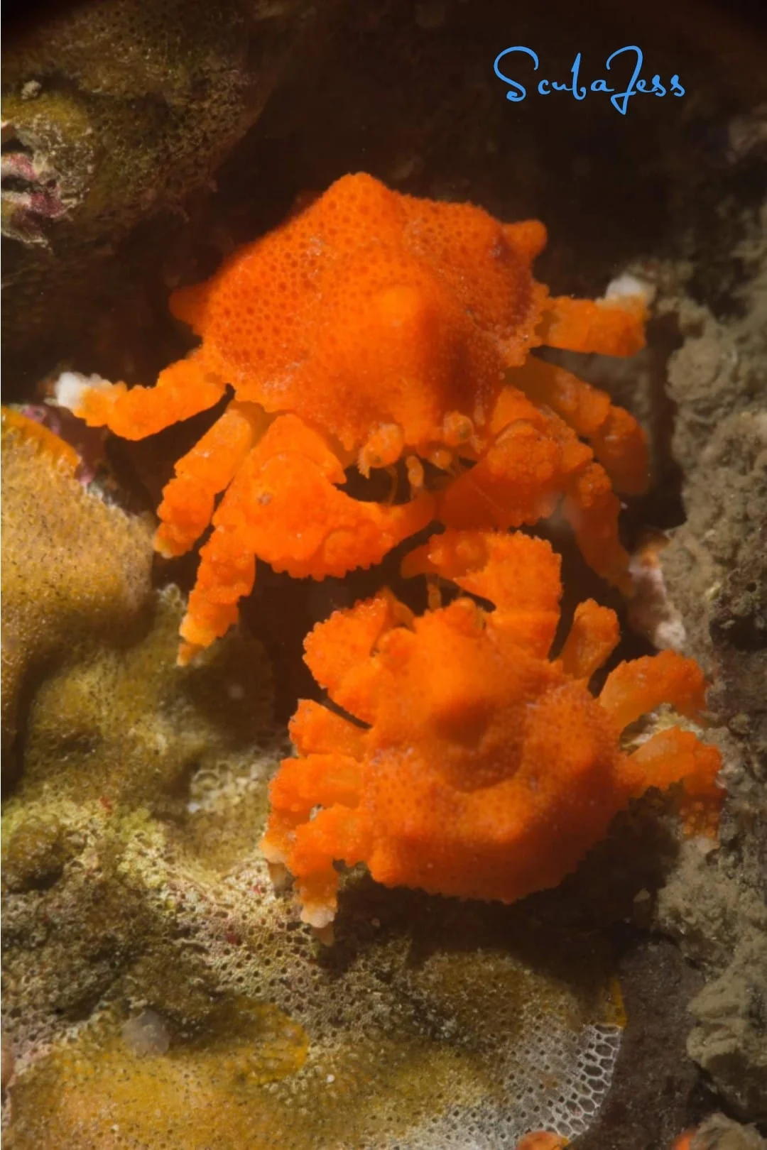 Two bright orange baby Puget Sound king crabs at Point Hudson. Photo by Scuba Jess.