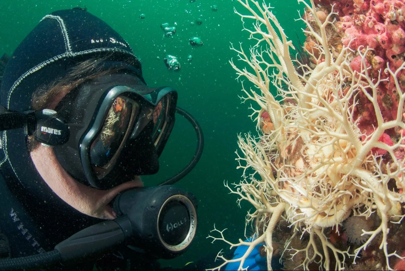 Scuba Jess checking out a basket star at Race Rocks. Photo by Eric Askilsrud.