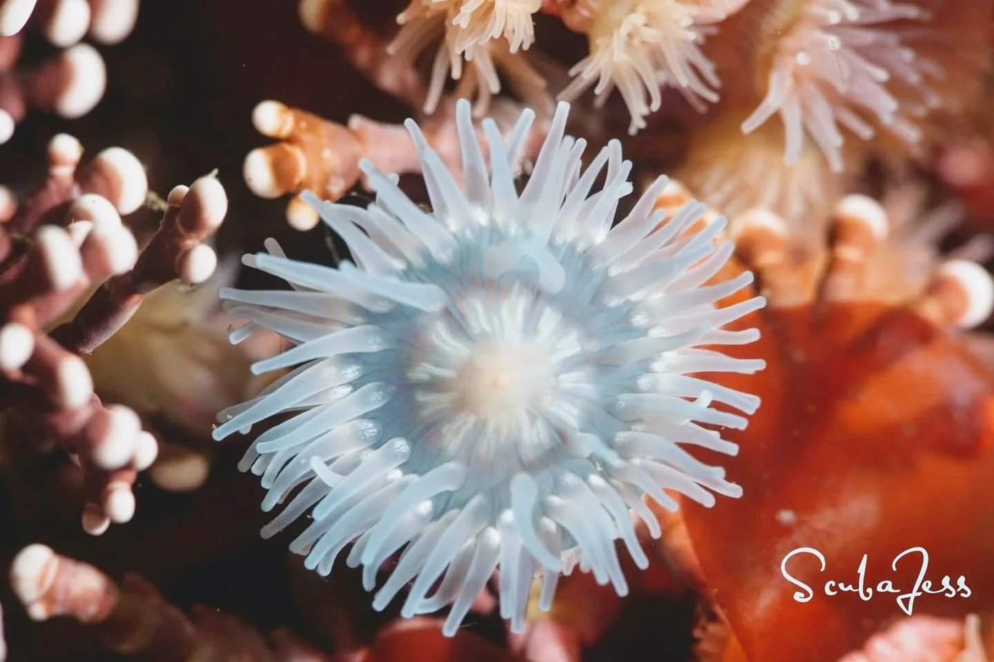 Blue anemone at Race Rocks. Photo by Scuba Jess.