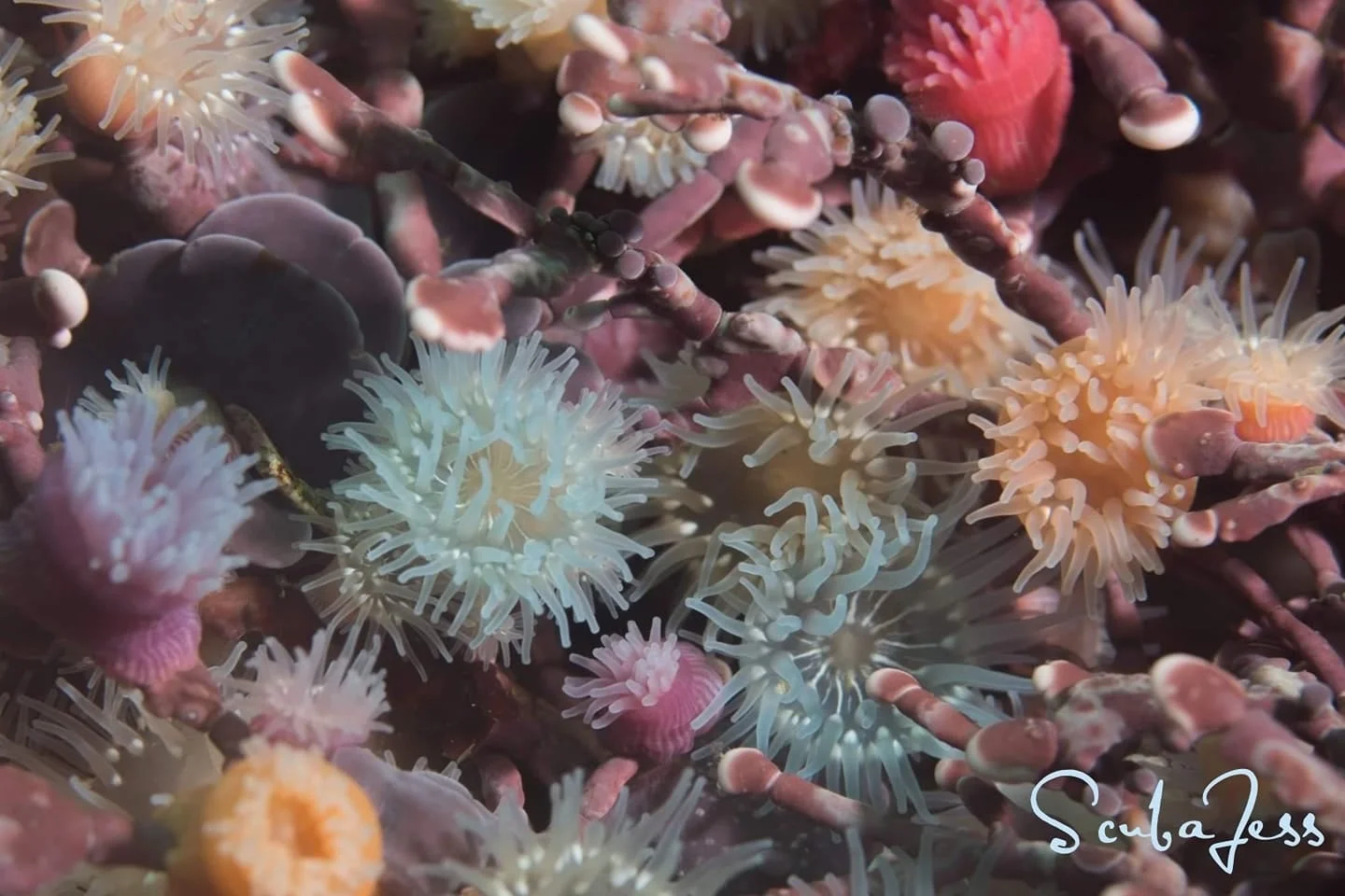 Brooding anemones at Race Rocks. Photo by Scuba Jess.