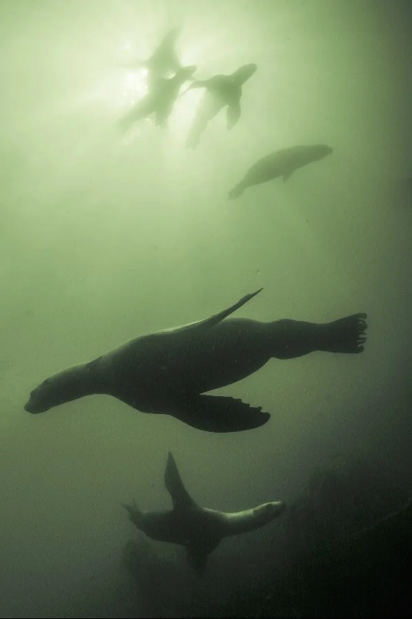 Sea lions at Race Rocks. Photo by Eric Askilsrud.