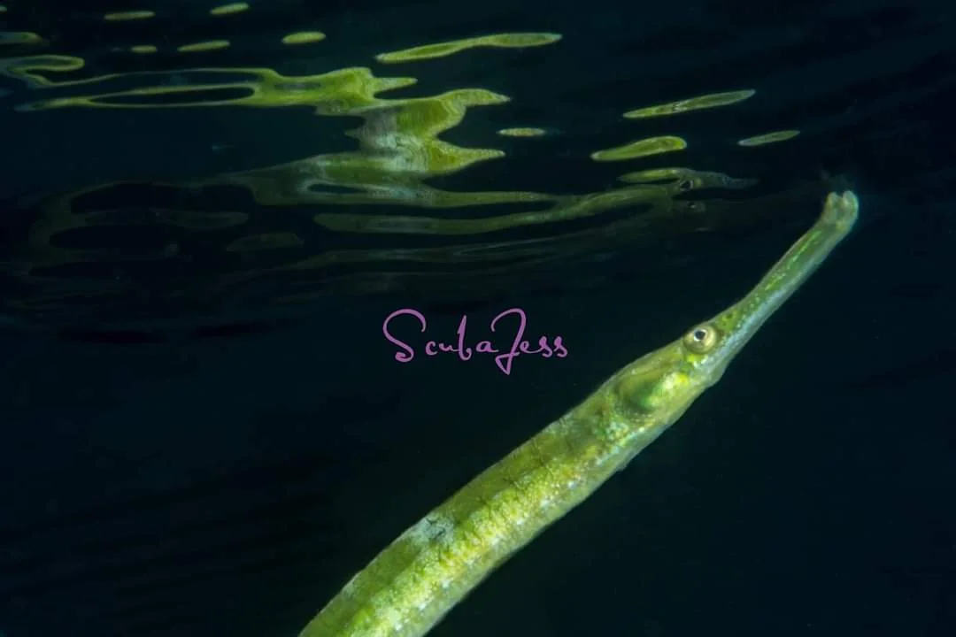 A green bay pipefish gazes at its reflection at the surface at Redondo Beach. Photo by Scuba Jess.