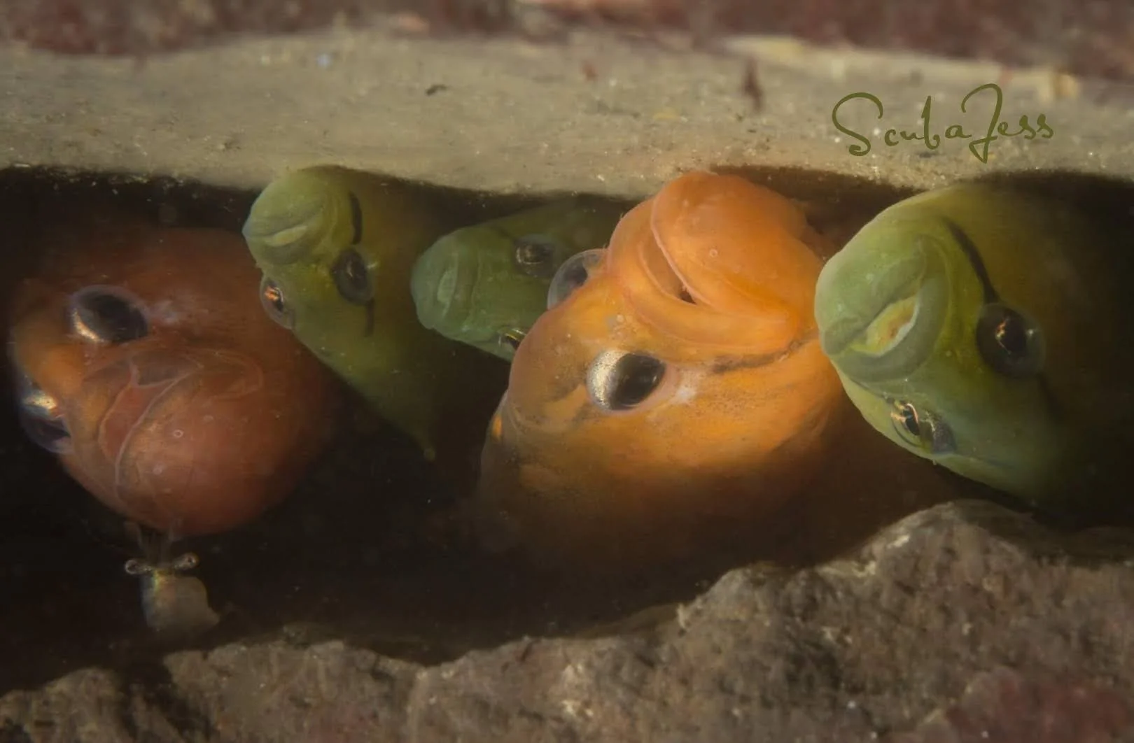 A gunnel family with their pet shrimp at Redondo Beach. Photo by Scuba Jess.