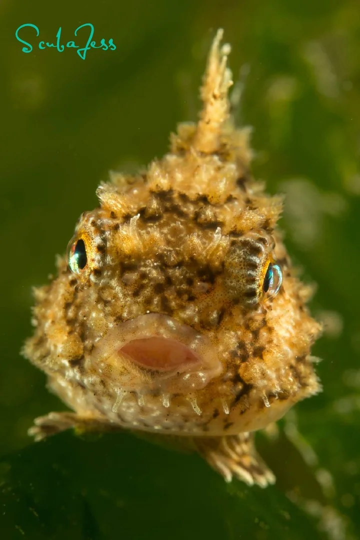 A smiling Pacific spiny lumpsucker at Redondo Beach. Photo by Scuba Jess.