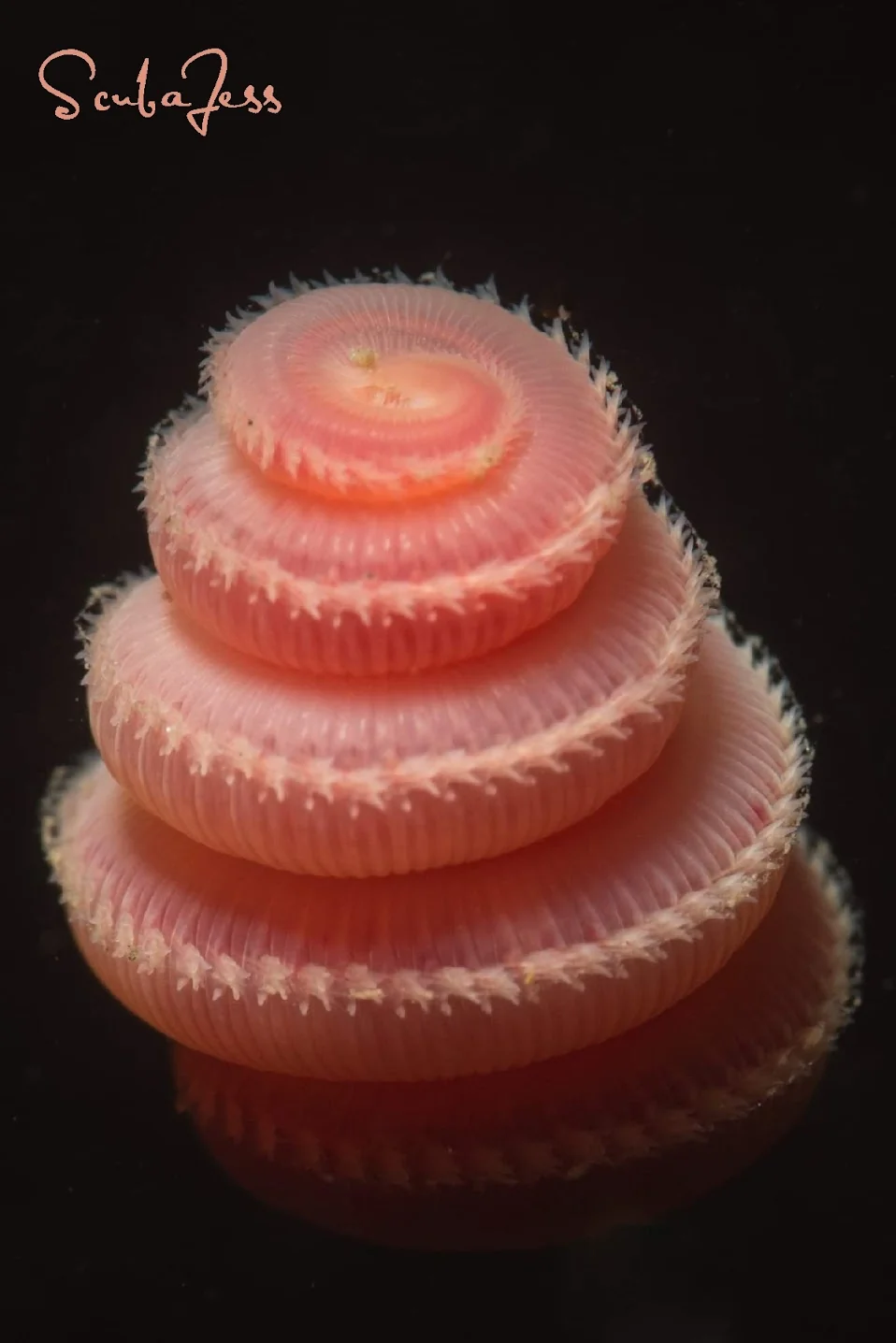 A tiny pink sea worm that looks like a birthday cake at Redondo Beach. Photo by Scuba Jess.