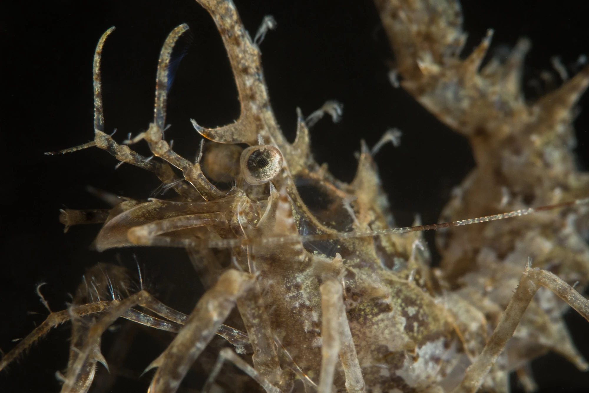 Horned shrimp at Redondo Beach. These shrimp love to live in the muddy deeper areas of the site. Photo by Eric Askilsrud.