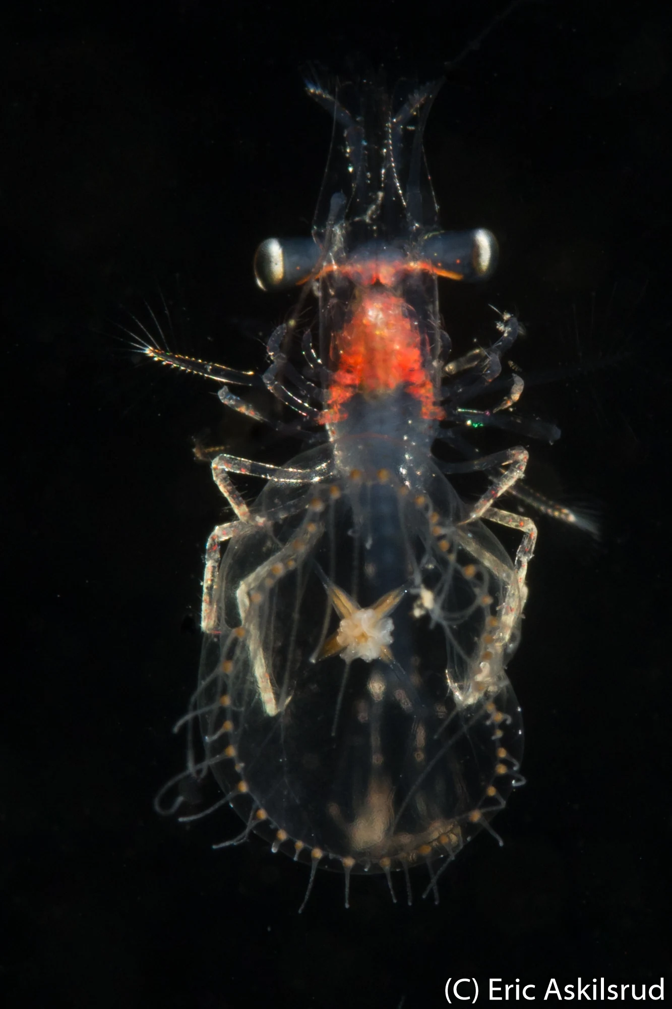 Mysid riding a jelly at Redondo Beach. Photo by Eric Askilsrud.