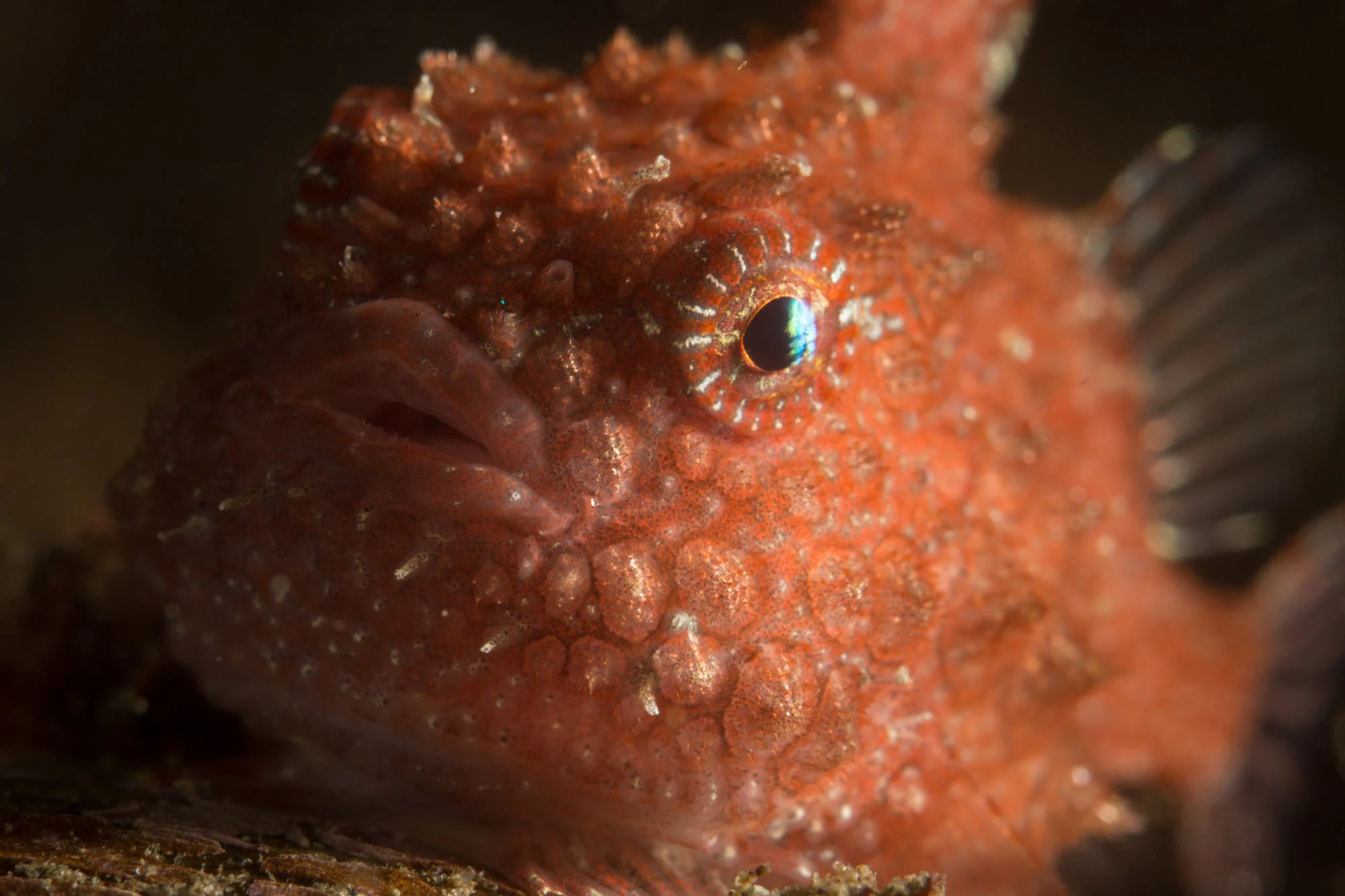 The Pacific spiny lumpsucker is a local favorite which can be found at Redondo Beach. Learn more about these unique fish on our lumpsucker guide. Photo by Eric Askilsrud.