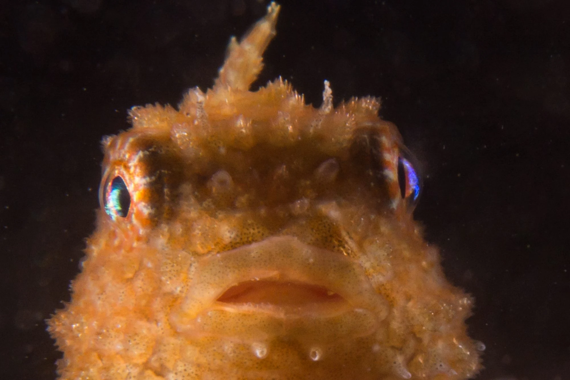 Pacific spiny lumpsucker at Redondo Beach. See our lumpsucker guide. Photo by Eric Askilsrud.