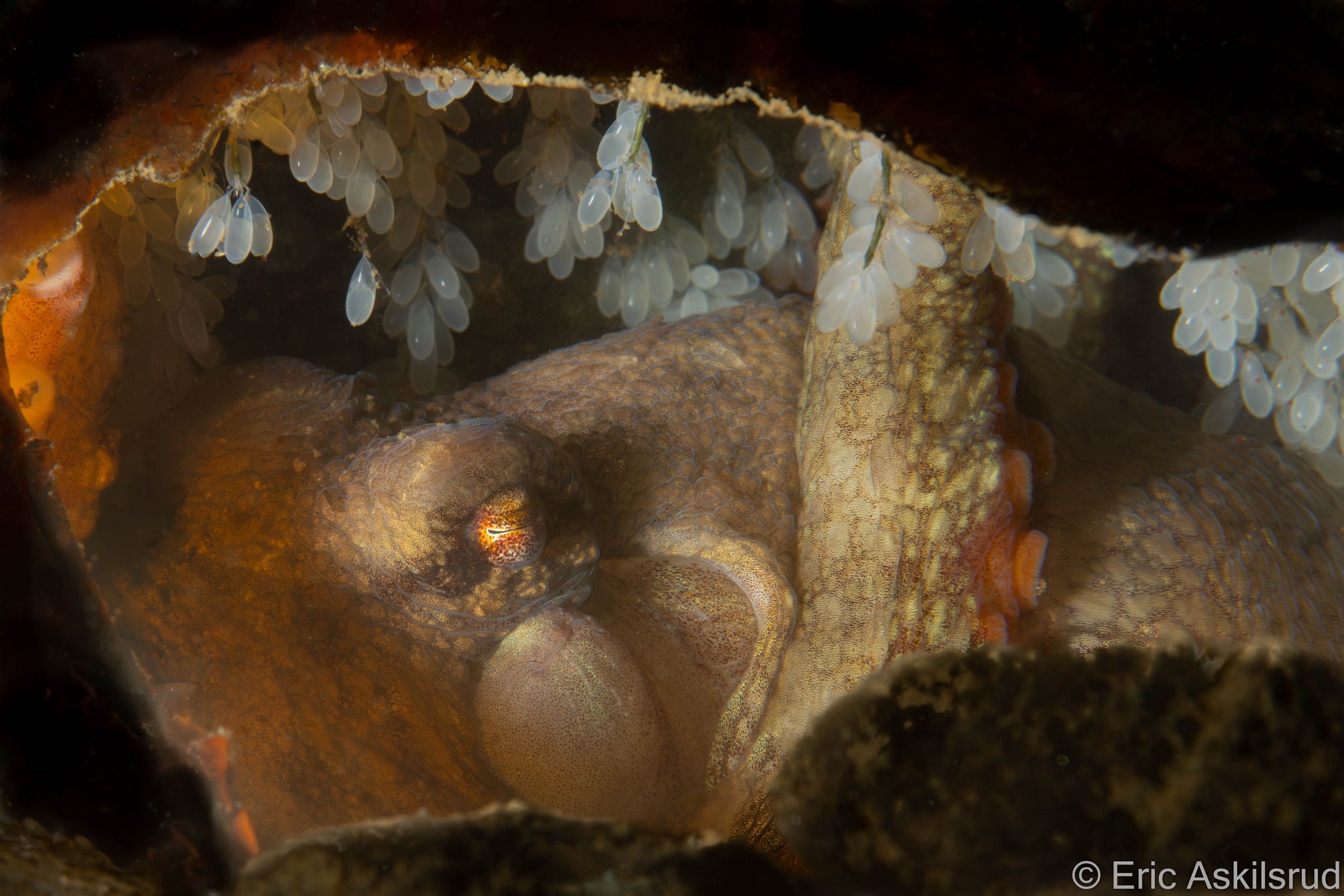 A red ruby octopus on eggs at Redondo Beach, Des Moines. This is a rare sighting! Usually red octos are too buried away to see when on eggs, but this one chose a bad spot to nest. Photo by Eric Askilsrud.