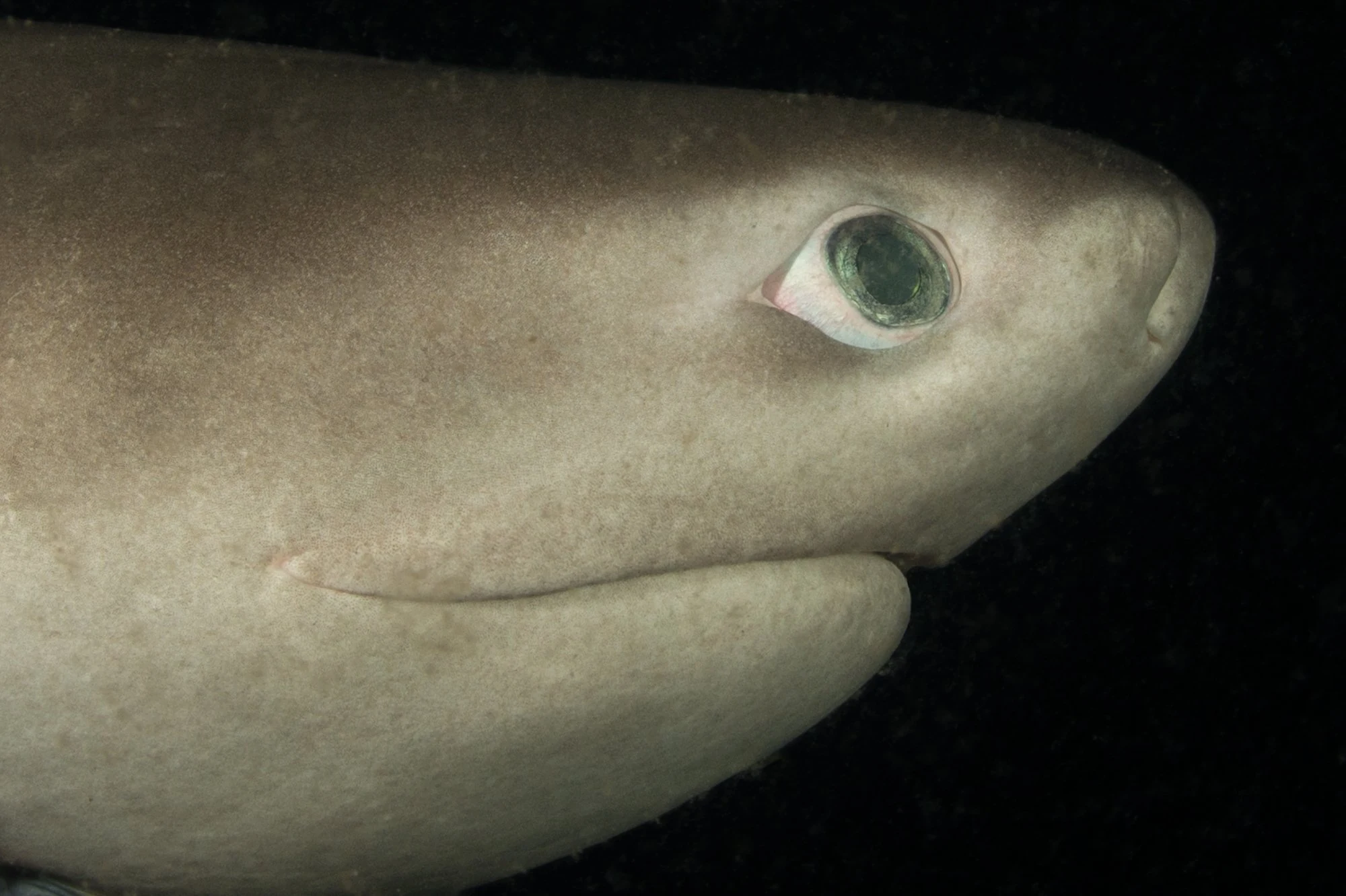 A rare encounter with a Sixgill shark during a Redondo Beach night dive. These deep-sea giants are a highlight of Puget Sound diving. Learn more and report sightings at sixgillsharks.org. Photo by Eric Askilsrud.