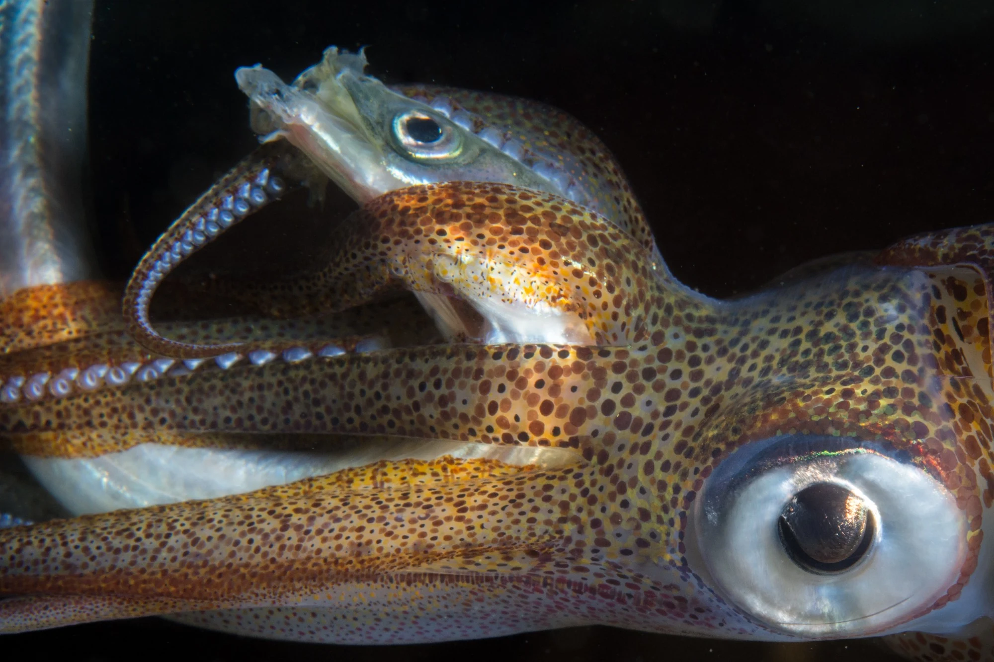 Squid feeding on a sand lance at Redondo Beach. Photo by Eric Askilsrud.