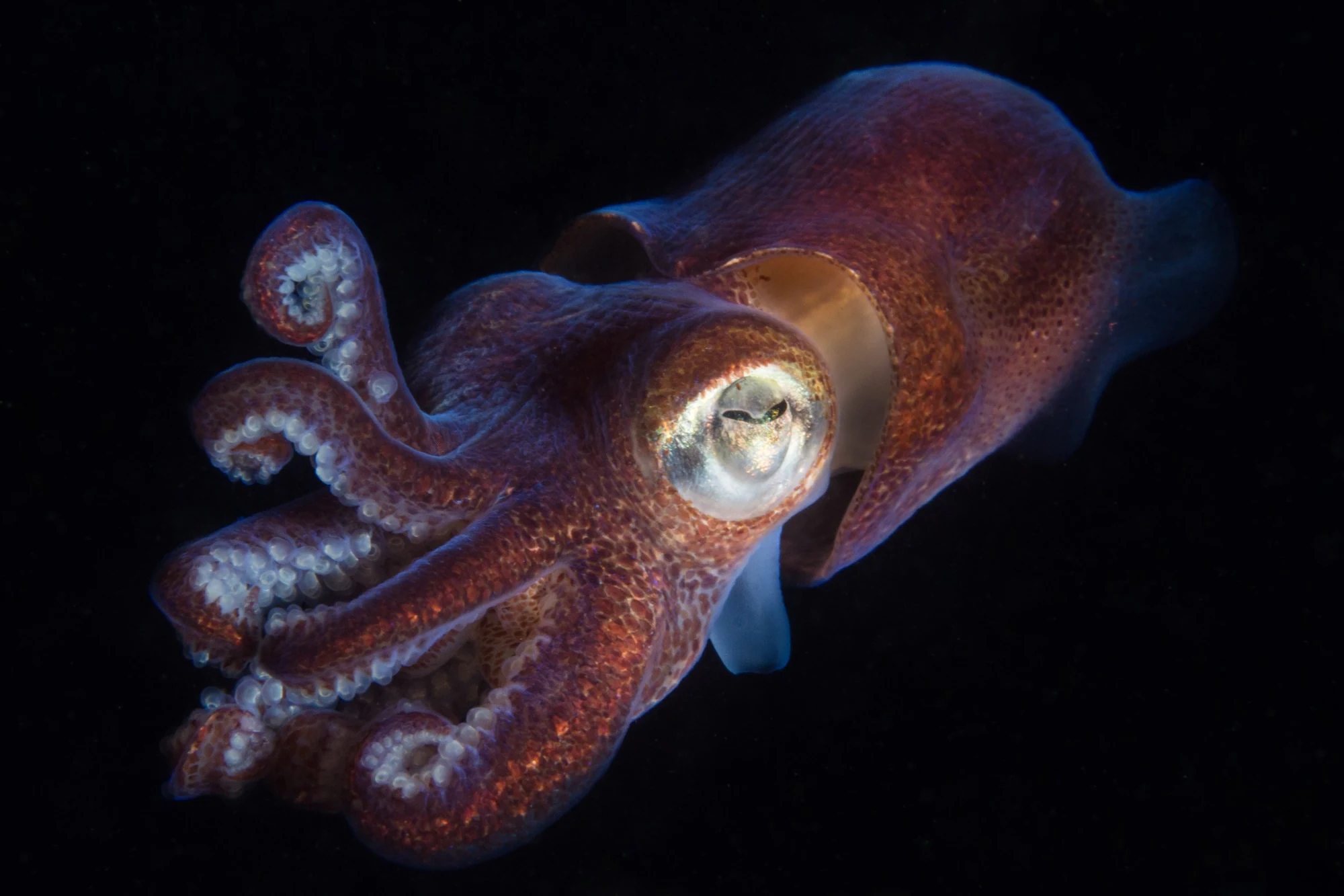 Stubby squid at Redondo Beach. Photo by Eric Askilsrud.