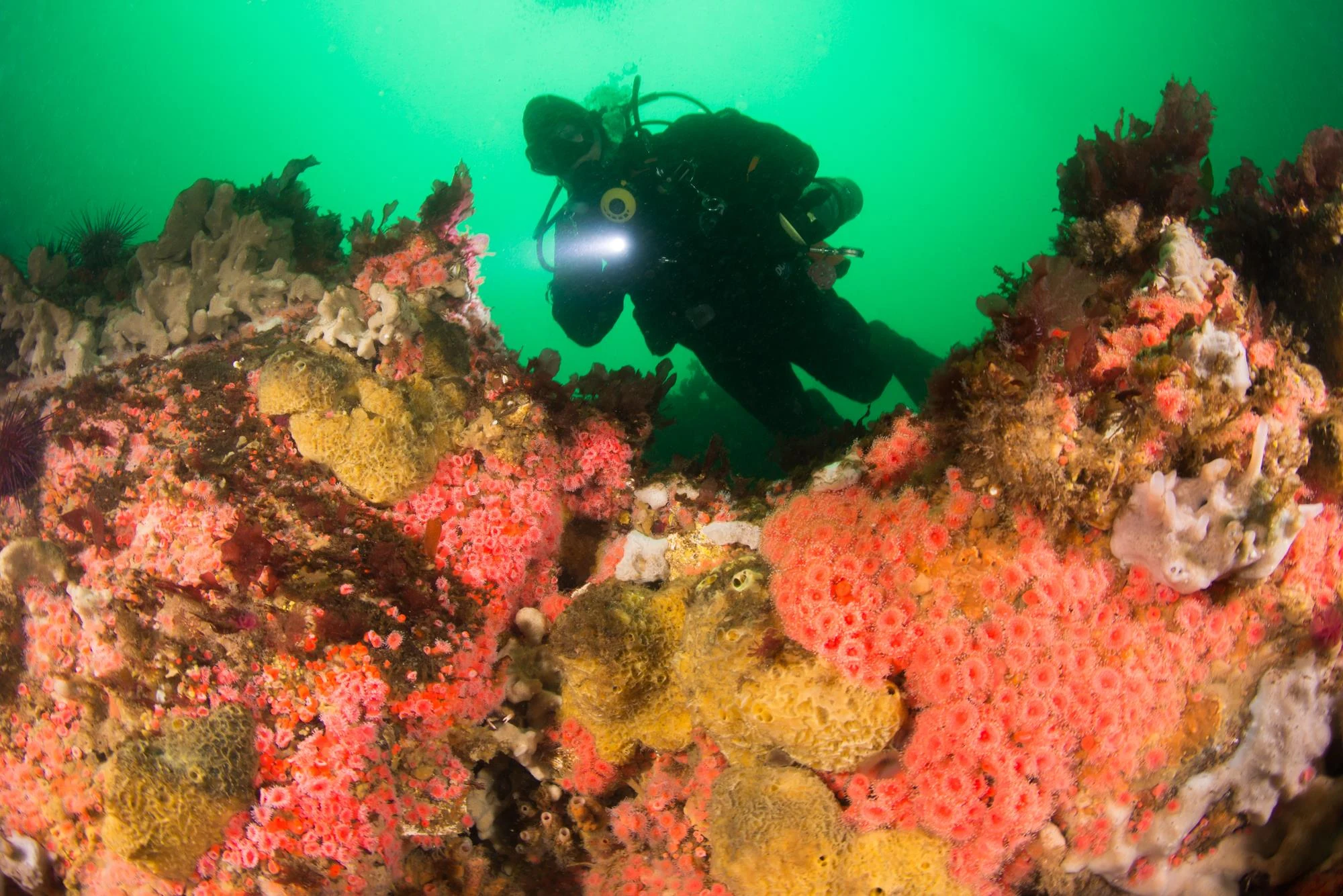 Reef at Row and Be Damned. Photo by Eric Askilsrud.