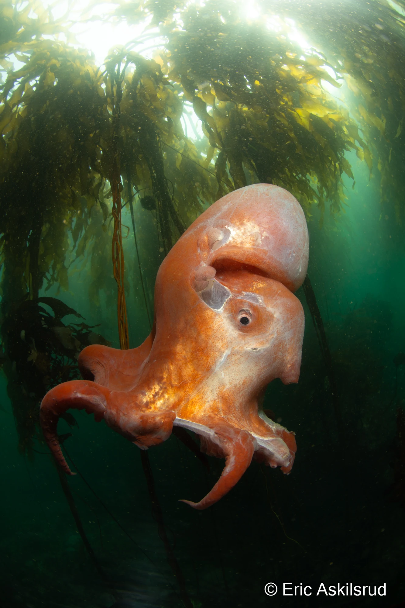 An ultra rare 7-arm octopus at Salt Creek. See this Live Science article for more info. Photo by Eric Askilsrud.