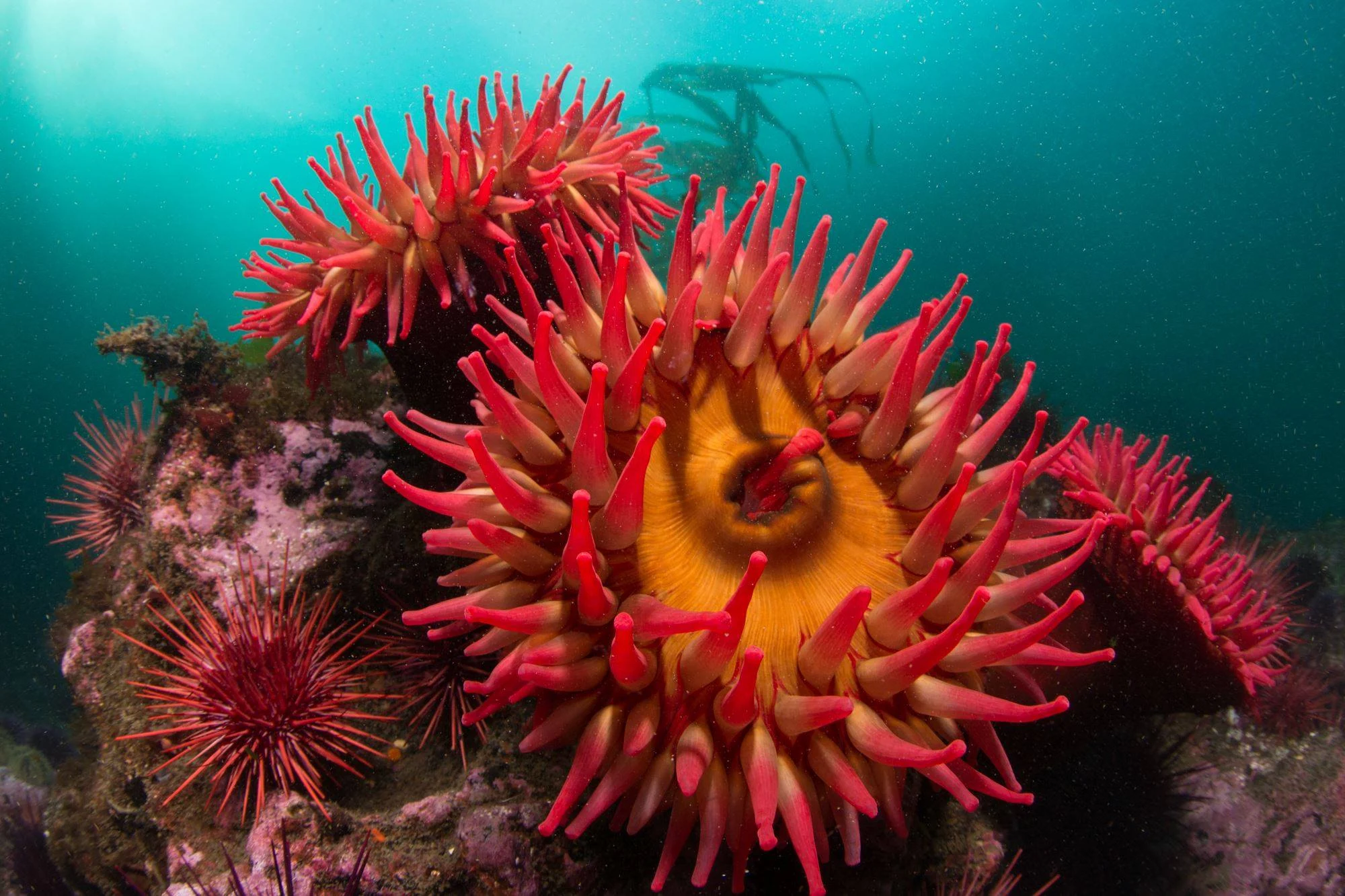 Fish-eating anemones at Salt Creek. Photo by Eric Askilsrud.