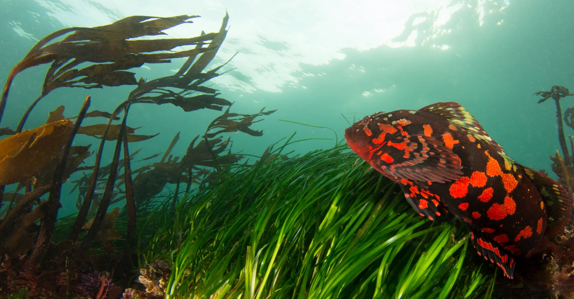 A rock greenling in the surfgrass at Salt Creek. These fish live shallow in the most surge-filled waters around during breeding season. When it's not breeding season, they can usually be found at around 700 feet deep! You'd think with all these colors they'd be easy to spot, but they're surprisingly well camouflaged. Photo by Eric Askilsrud.