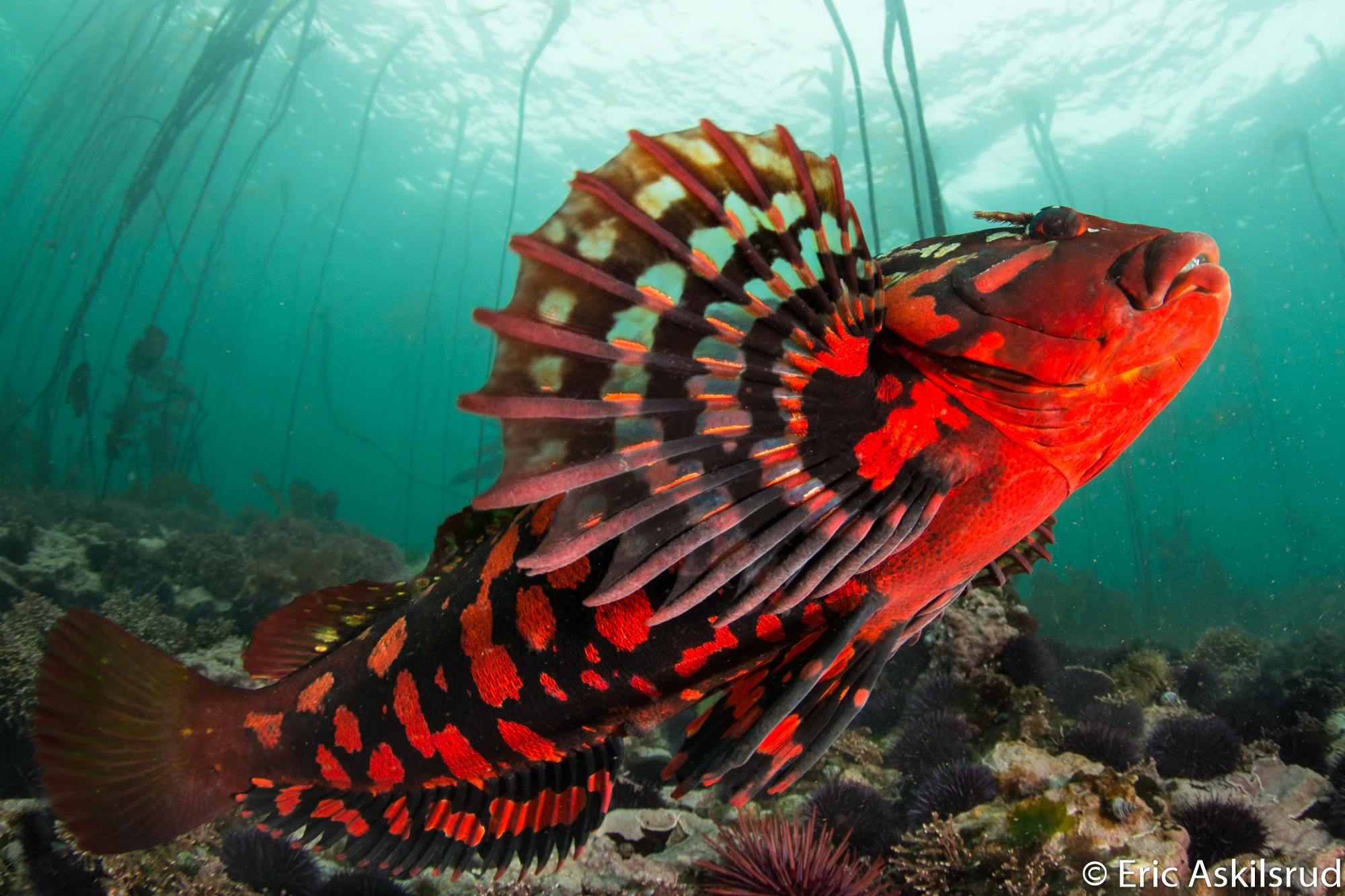 Rock greenling at Salt Creek. Note how you can see the blue water color thru the fins. The transparency is another adaptation that makes these vibrant fish surprisingly well camouflaged. Photo by Eric Askilsrud.