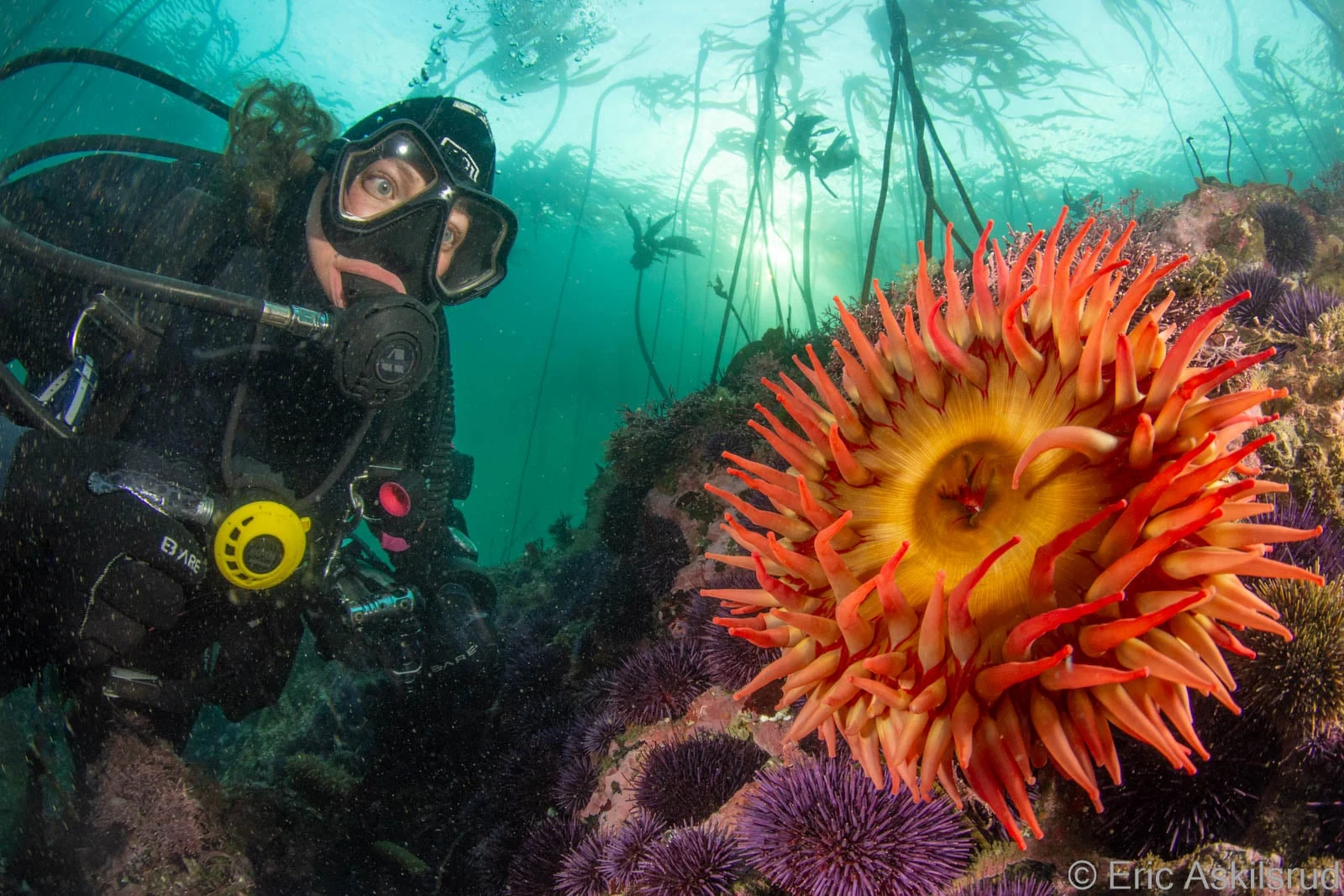 Scuba Jess enjoying her dive at Salt Creek. This is a shallow yet super-advanced dive. Photo by Eric Askilsrud.