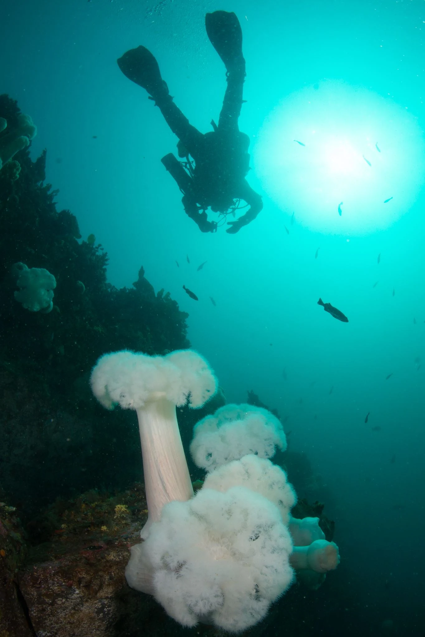Diving Neah Bay. The water clarity is often fantastic in the area. Photo by Eric Askilsrud.