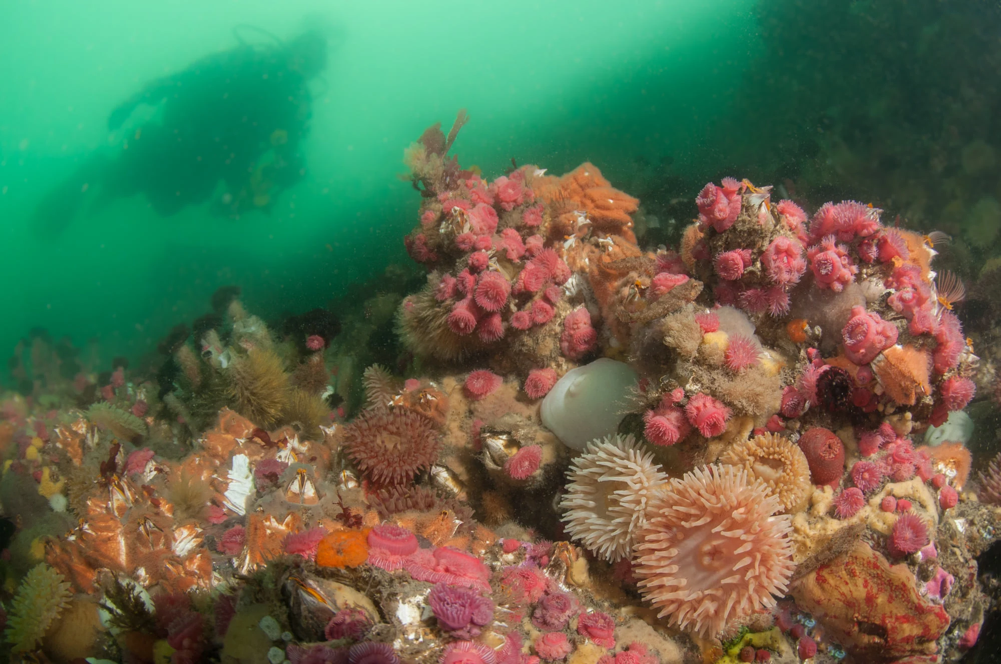 Anemone field at Deception Pass. Photo by Eric Askilsrud.