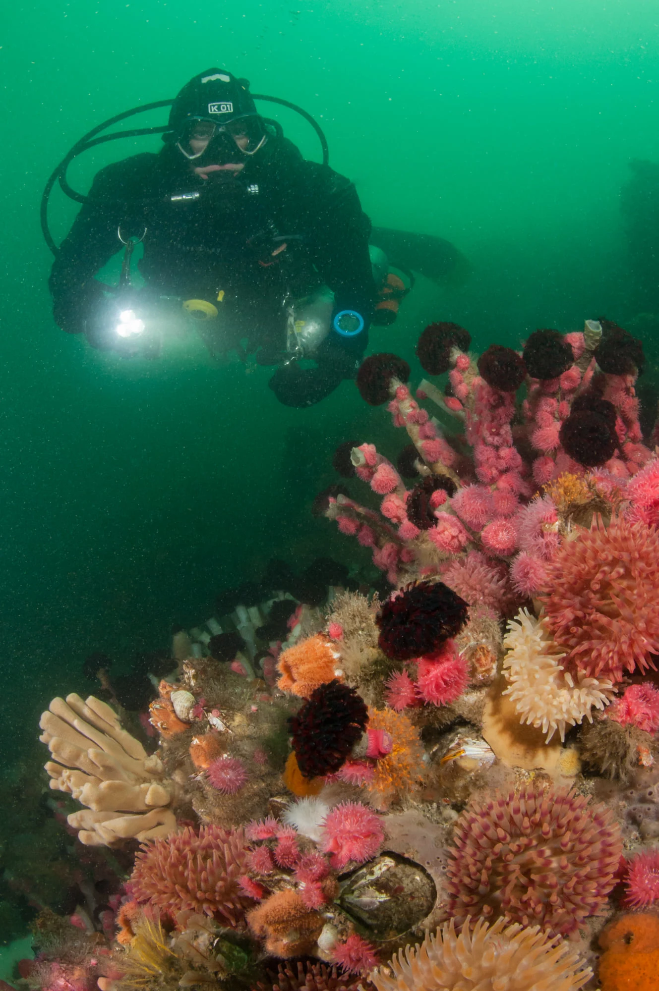 An underwater scene at Deception Pass during slack tide. Tube worms, proliferating anemones, painted anemones, sponges, hydroids and more make the scene. This is a super advanced dive! Photo by Eric Askilsrud.