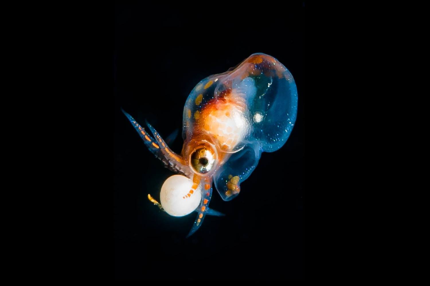 Newly hatched giant Pacific octopus at Seacrest Park (Cove 2), West Seattle. Photo by Eric Askilsrud.
