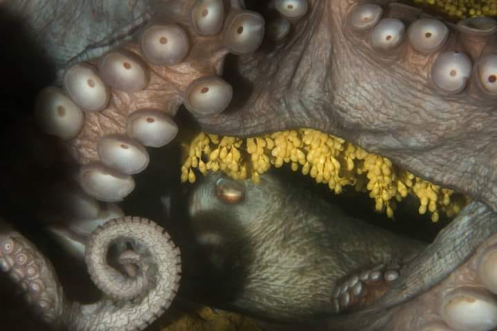 Giant Pacific octopus with eggs at Seacrest Park (Cove 2), West Seattle. Photo by Eric Askilsrud.