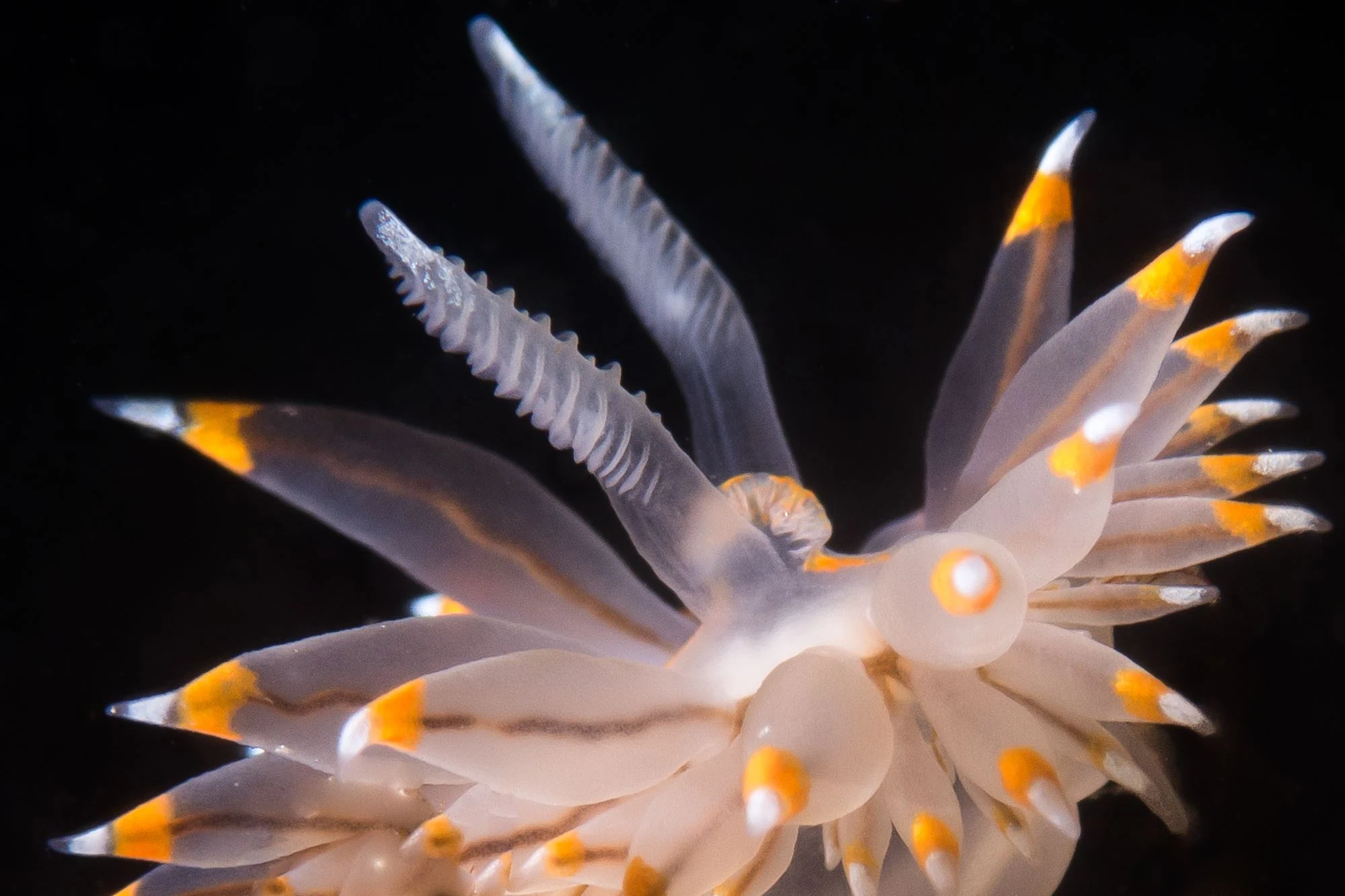 A bi-colored nudibranch (Janolus fuscus) at Seacrest Park (Cove 2), West Seattle. Photo by Eric Askilsrud.