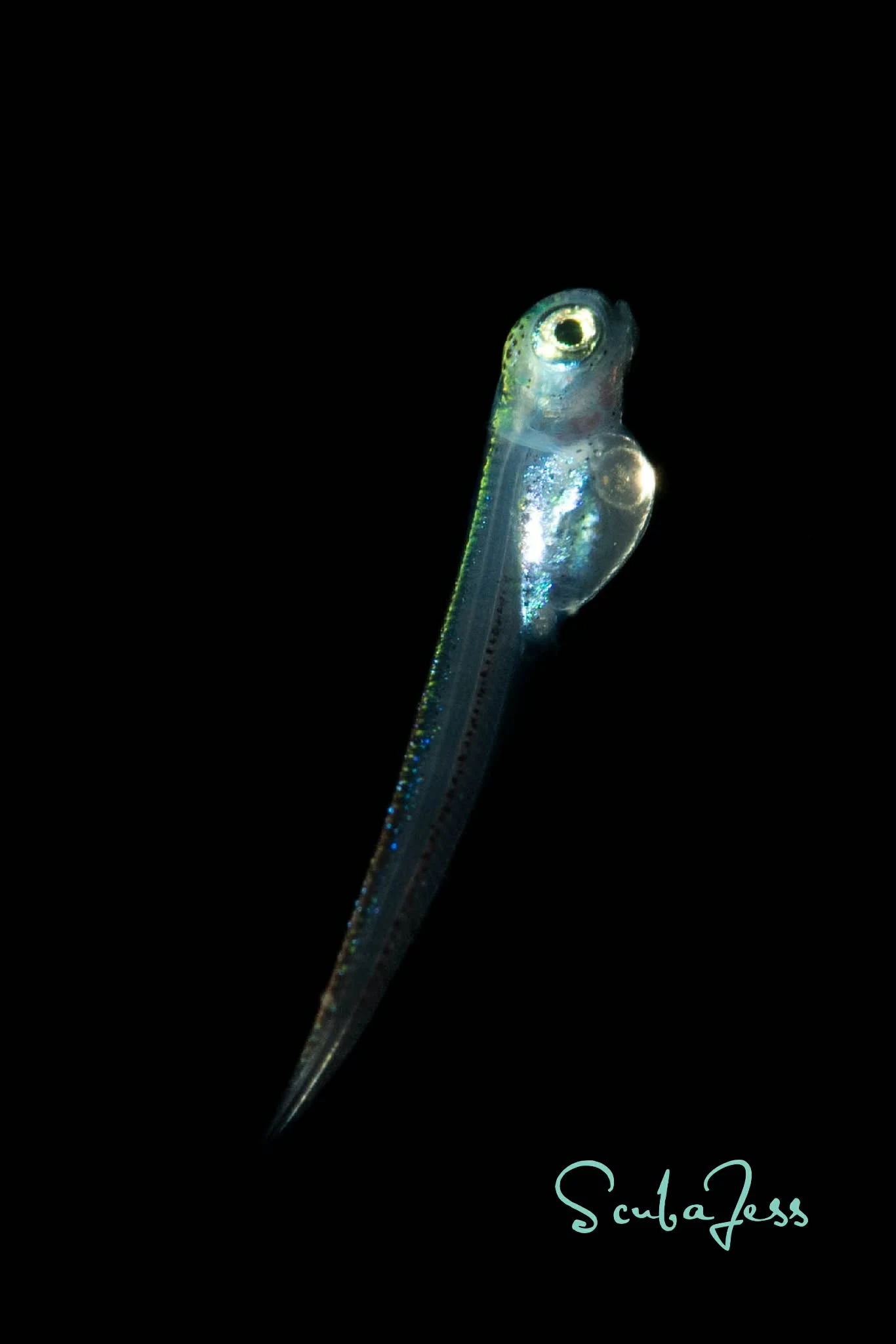 A whitespotted greenling larva just after hatching from its egg mass at Seacrest Park (Cove 2), West Seattle. Photo by Scuba Jess.