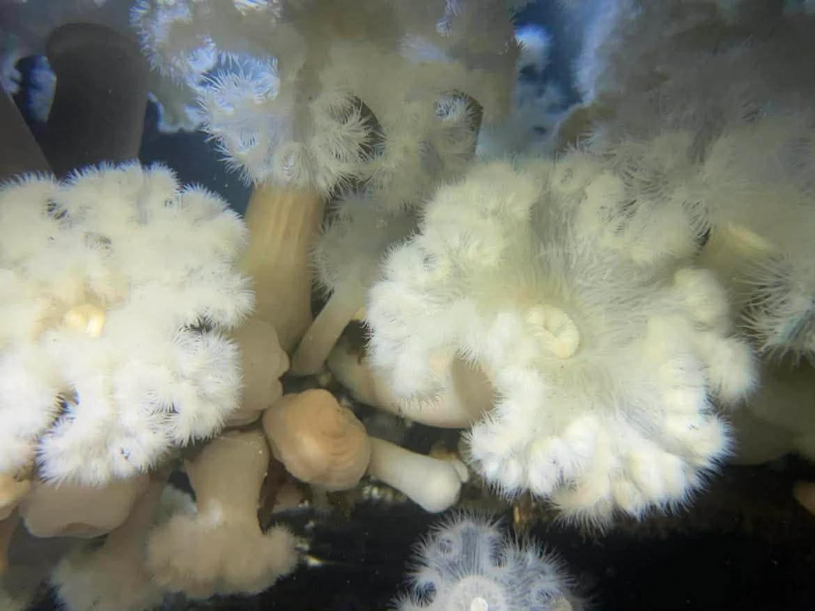 Plumose anemones at Seacrest Park (Cove 2), West Seattle. Plumose anemones are very common at many pnw dive sites and are up to about a foot tall. Photo by diver Debi Scheenstra.
