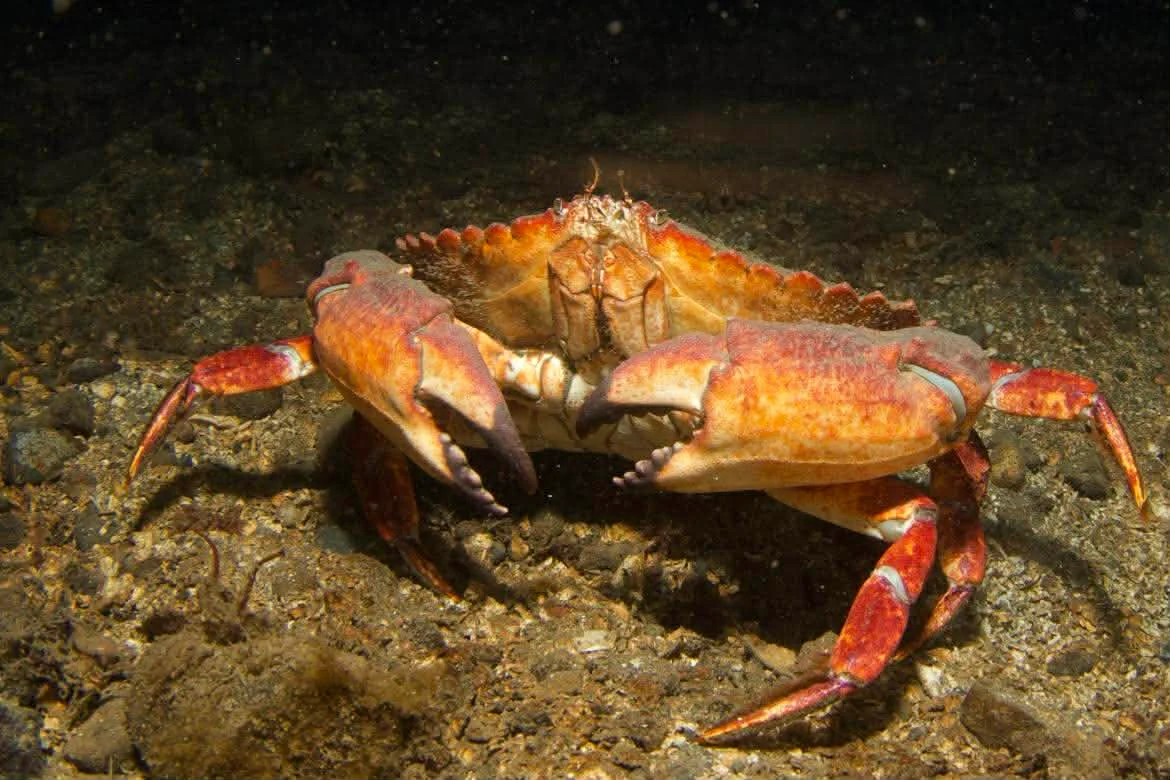 A photo of a red rock crab at Seacrest Park (Cove 2), West Seattle. Photo by diver Debi Scheenstra.