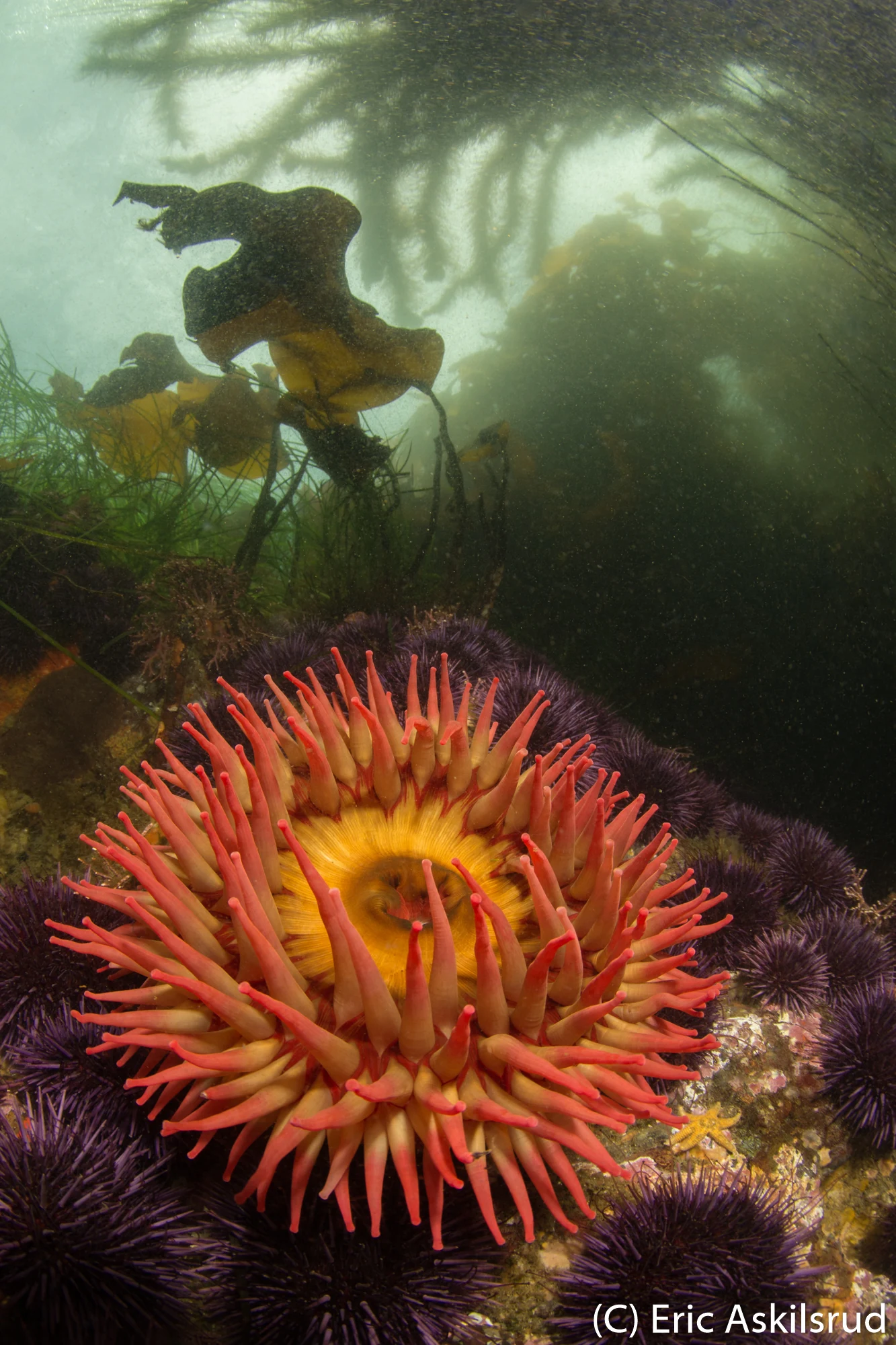 Reefscape at Sekiu Jetty. Photo by Eric Askilsrud.