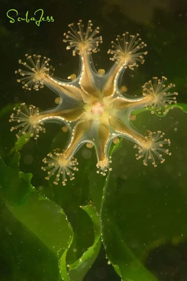 Close-up of a stalked jellyfish attached to algae at Sekiu Rocks. Photo by Scuba Jess.