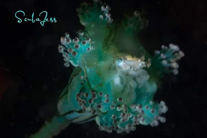 A teal stalked jellyfish eating a baby crab at Sekiu Rocks. Photo by Scuba Jess.