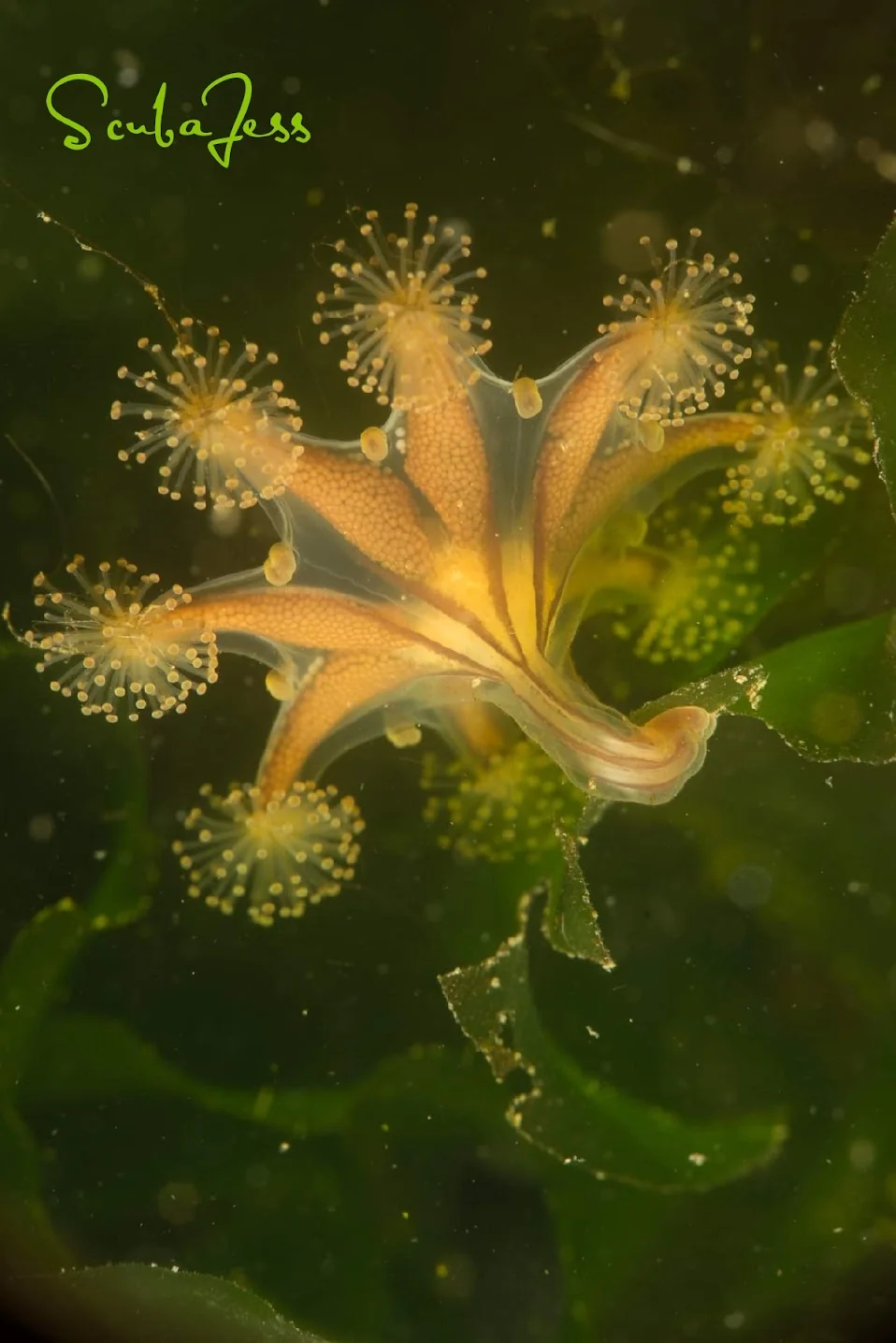 Stalked jellyfish attached to algae at Sekiu Rocks. These live in surgy areas. Photo by Scuba Jess.