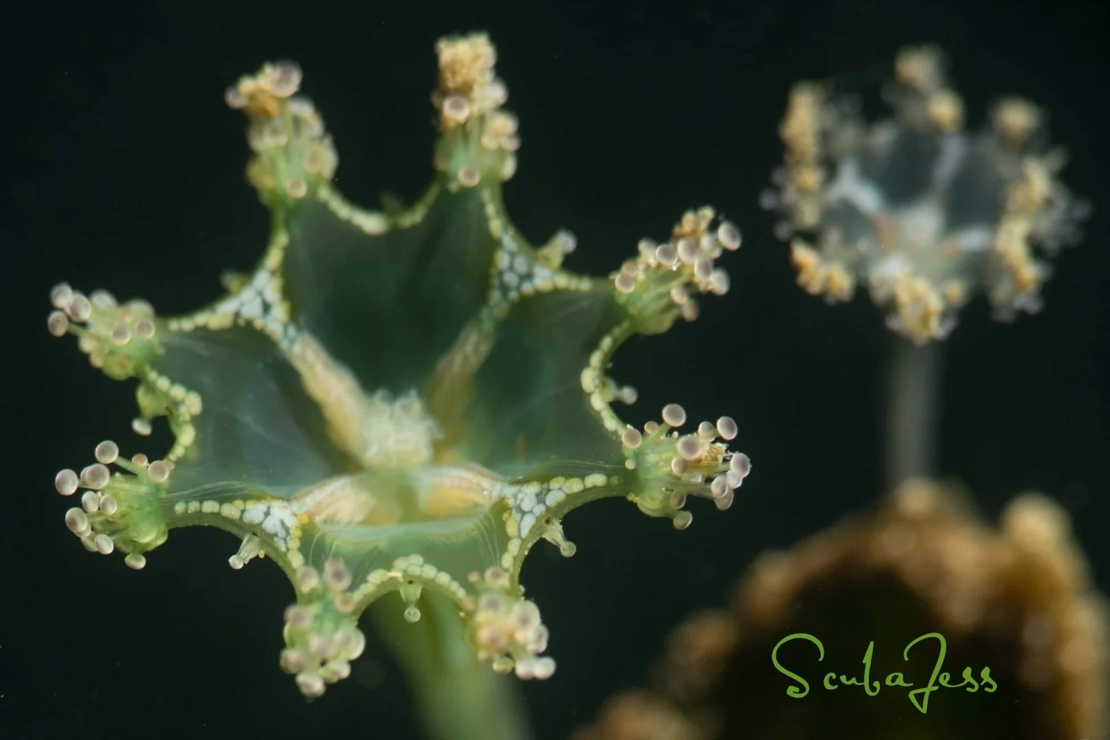 Two stalked jellyfish at Sekiu Rocks. Photo by Scuba Jess.