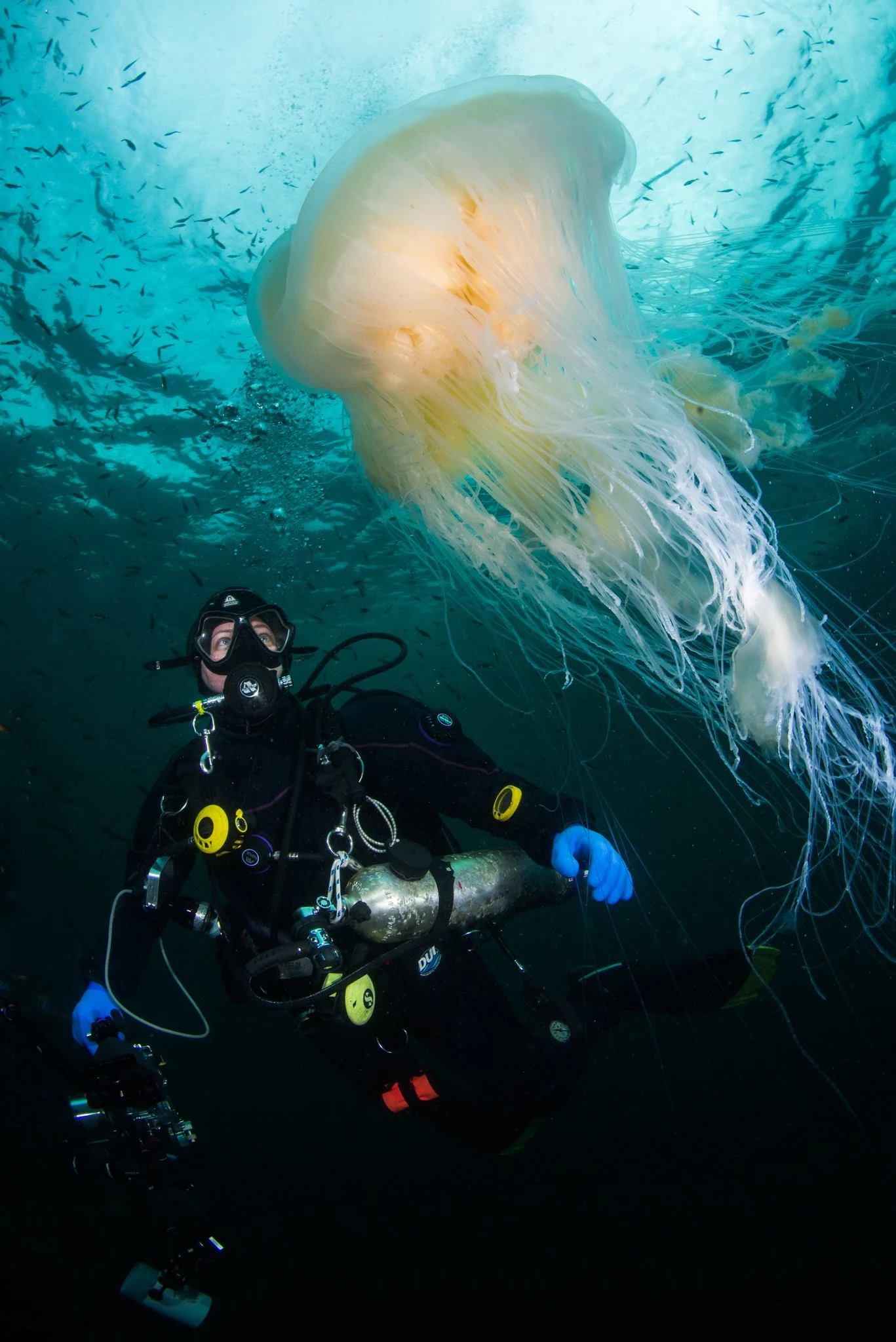 Egg-yolk jelly at Seven Tree Island. Photo by Eric Askilsrud.