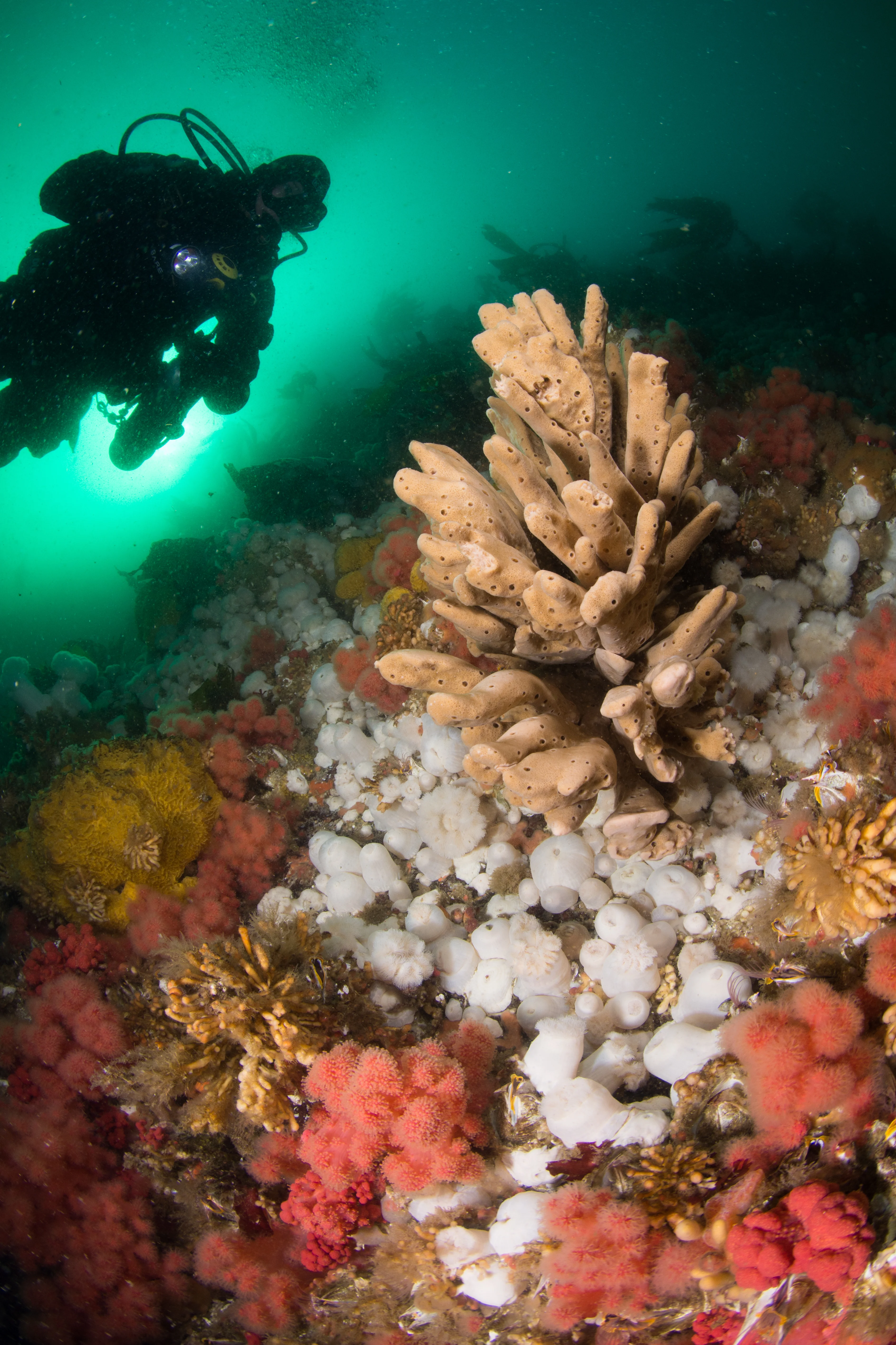 Reef at Seven Tree Island. Photo by Eric Askilsrud.