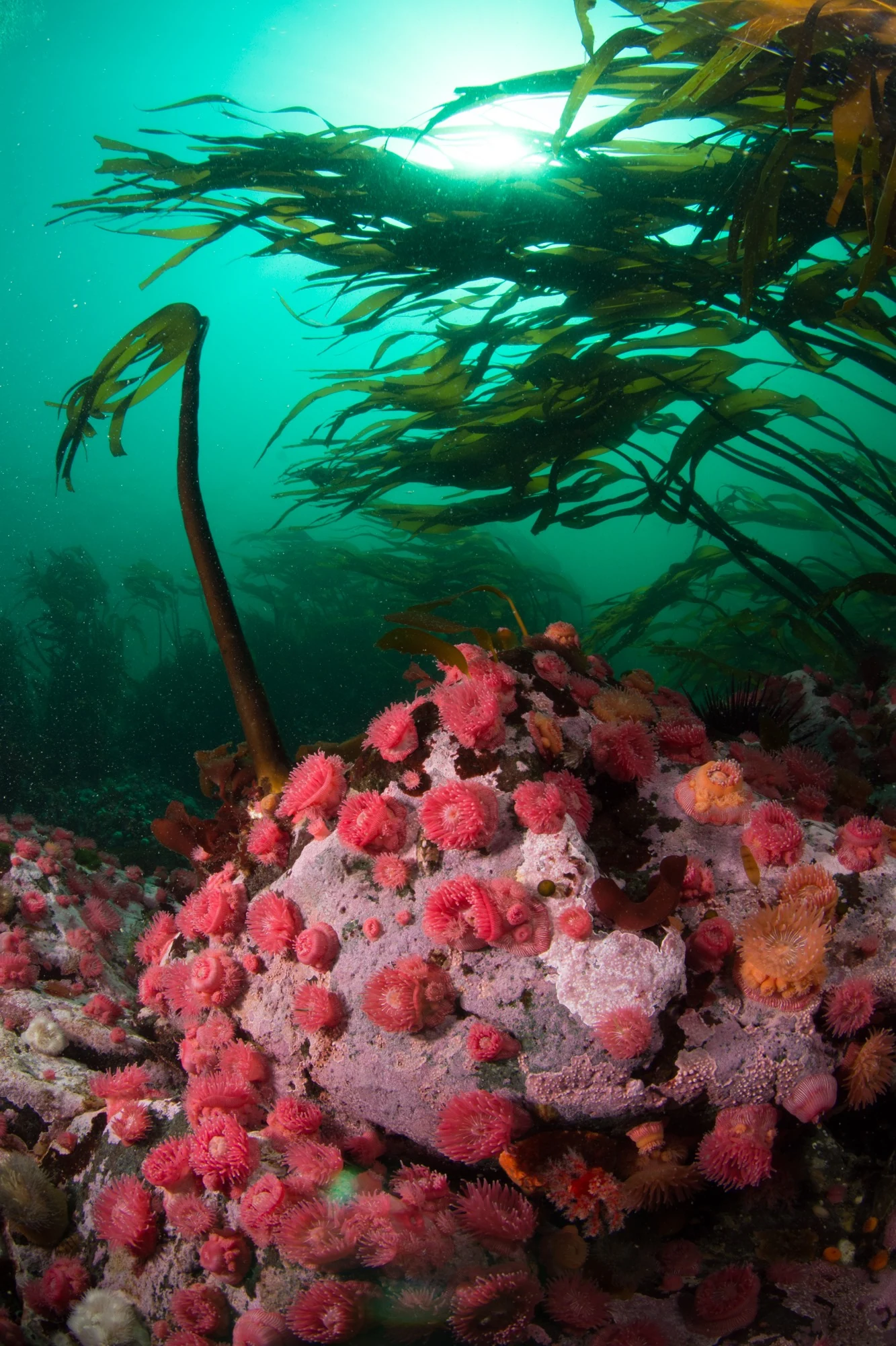 Proliferating anemones at Seymour Narrows. Photo by Eric Askilsrud.