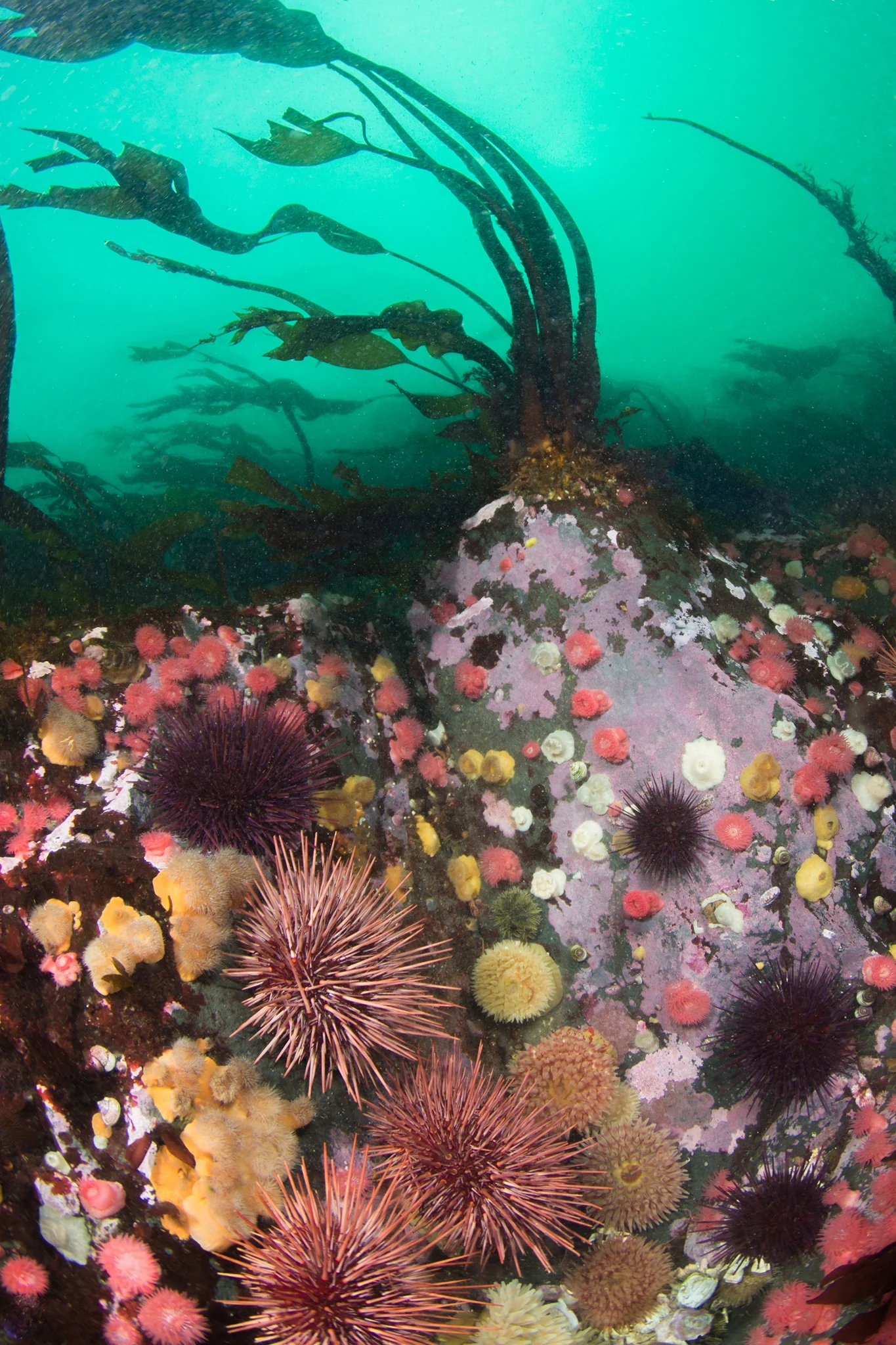 Reef at Seymour Narrows. Photo by Eric Askilsrud.